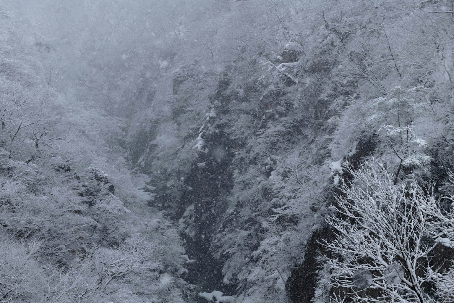 Paisaje de cañón cubierto de nieve árboles envueltos en niebla ramas blancas y paisaje invernal