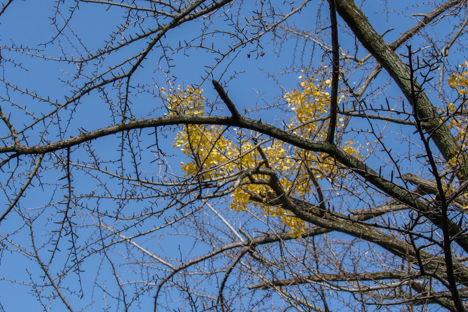 Branches fines avec des feuilles jaunes sur un ciel bleu