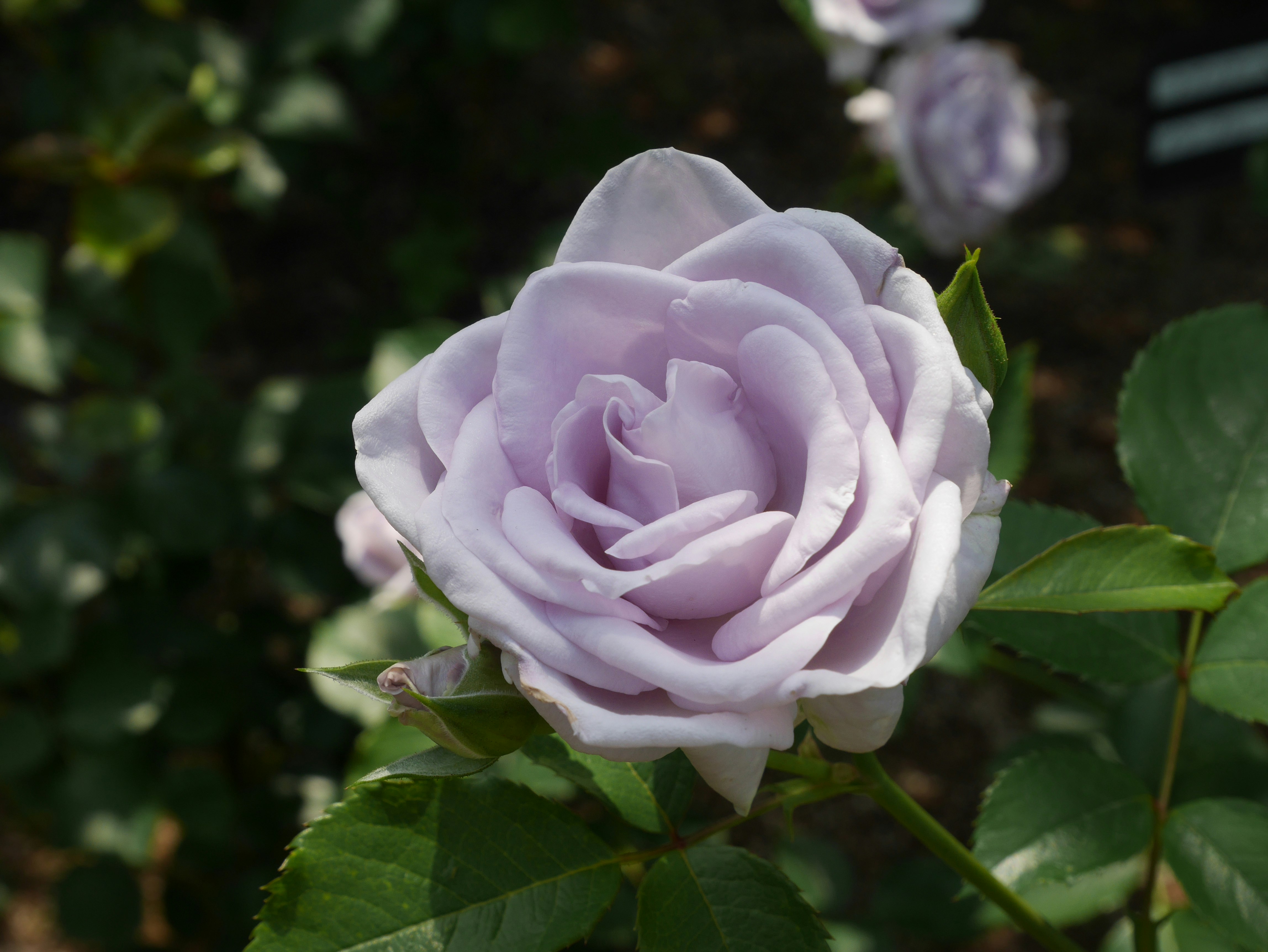 淡い紫のバラの花のクローズアップ