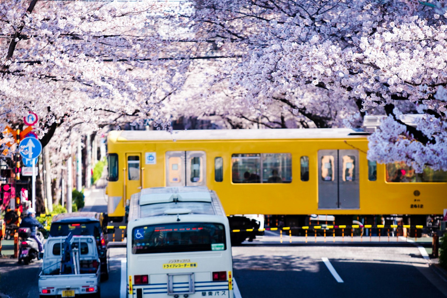 桜並木の中を走る黄色い路面電車のある風景