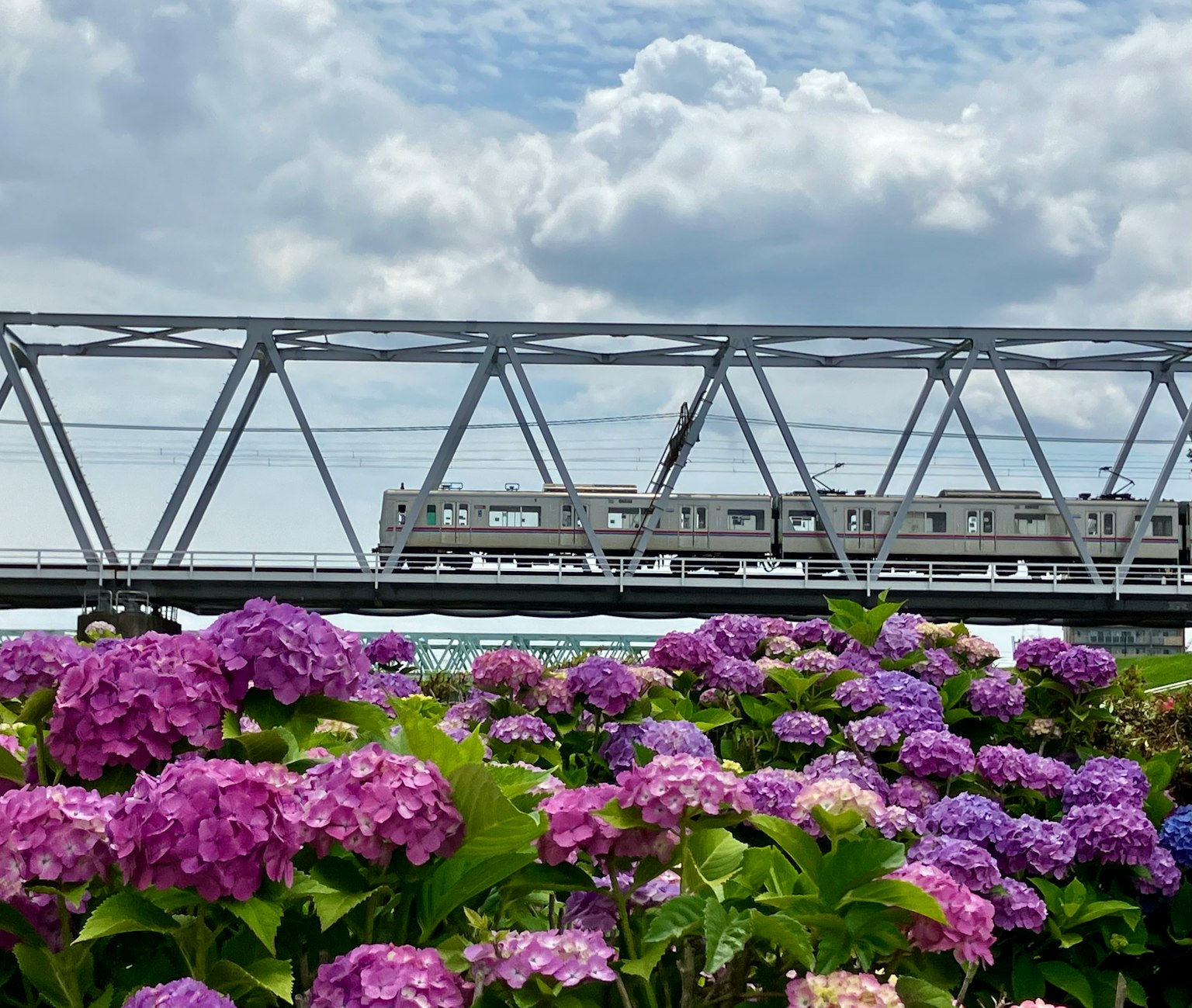 Train passant sur un pont ferroviaire avec des hortensias en fleurs au premier plan