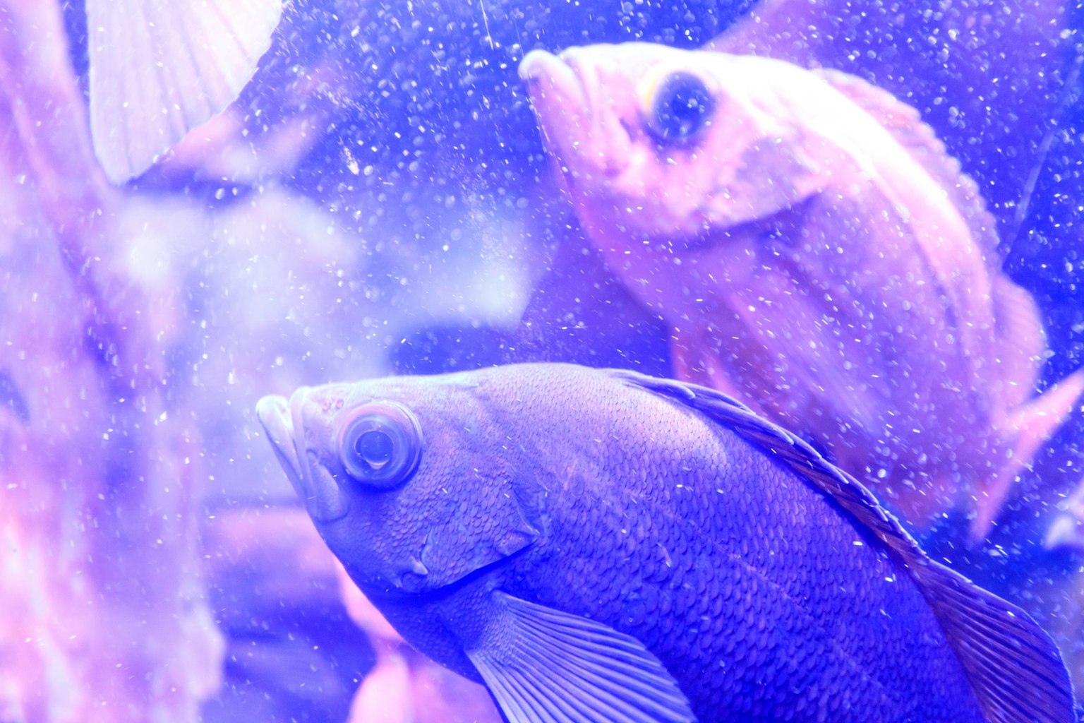水族馆中游动的蓝色鱼和粉色鱼