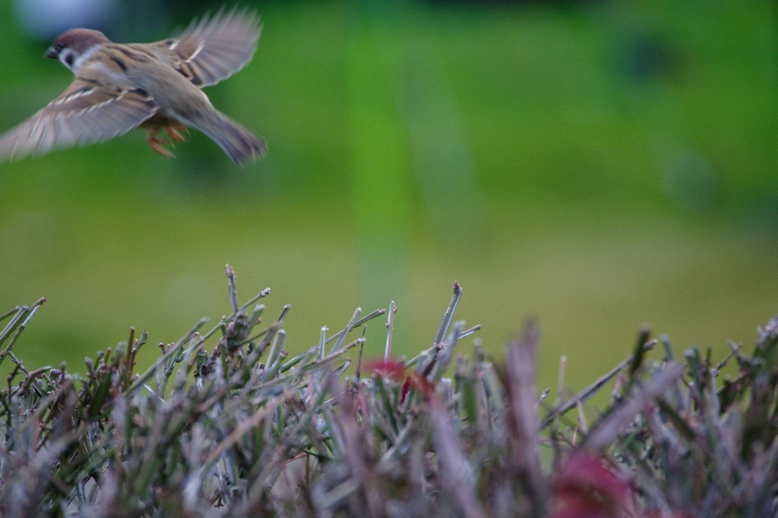 Un petit oiseau prenant son envol avec un fond vert