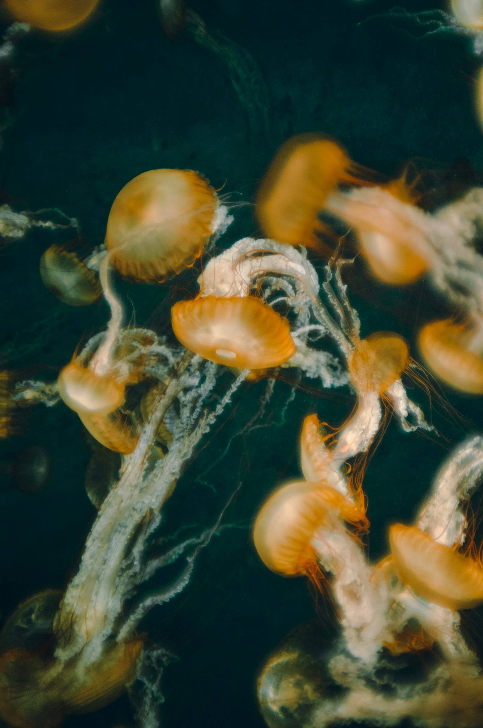 A swarm of orange jellyfish floating in water with delicate tentacles