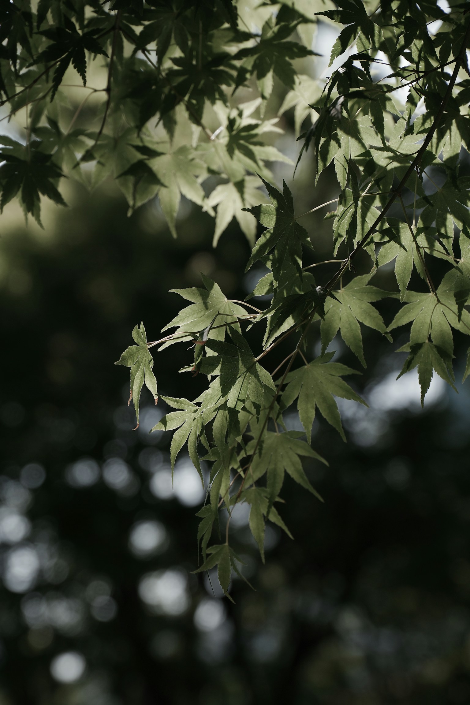 Foglie verdi illuminate dalla luce con alberi sfocati sullo sfondo