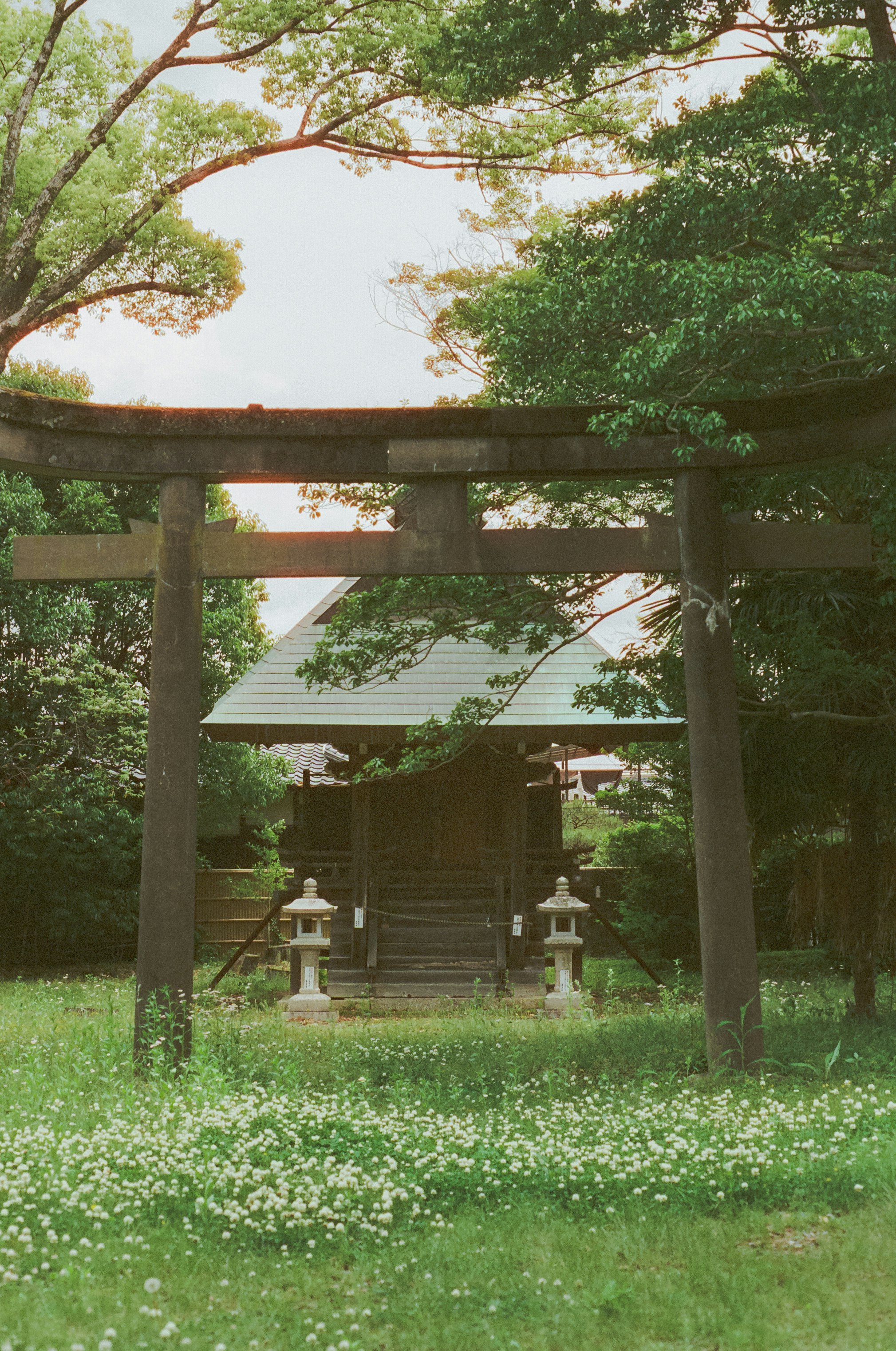 木々の間の鳥居と小さな白い花が咲く境内の風景
