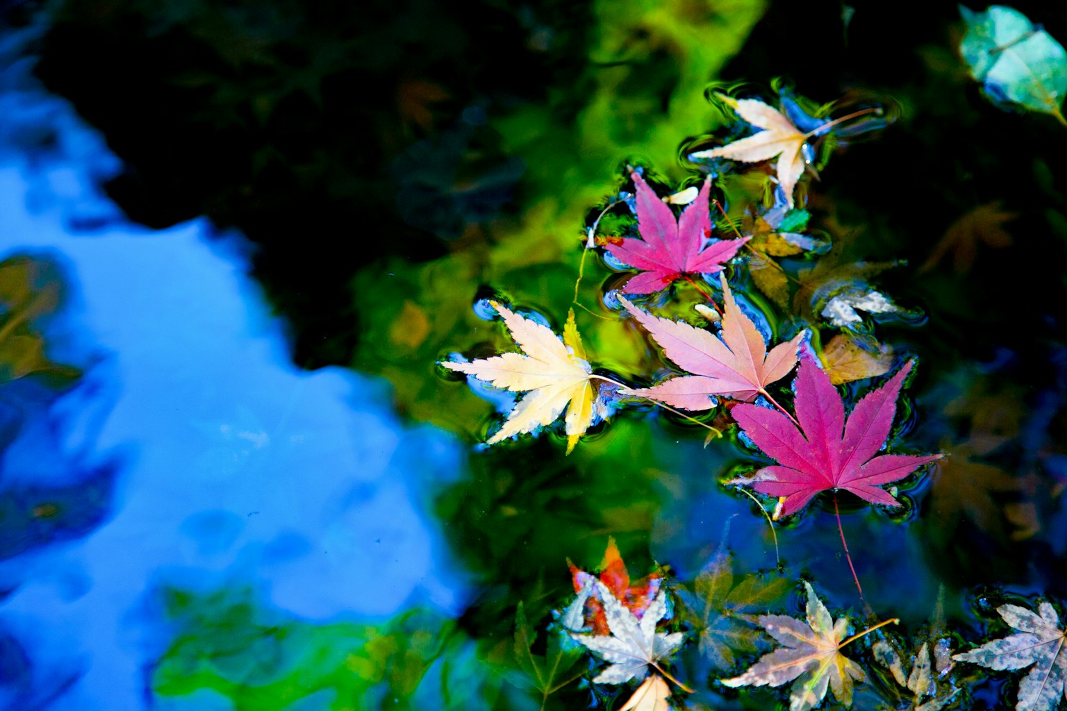 Colorful maple leaves floating on the water's surface