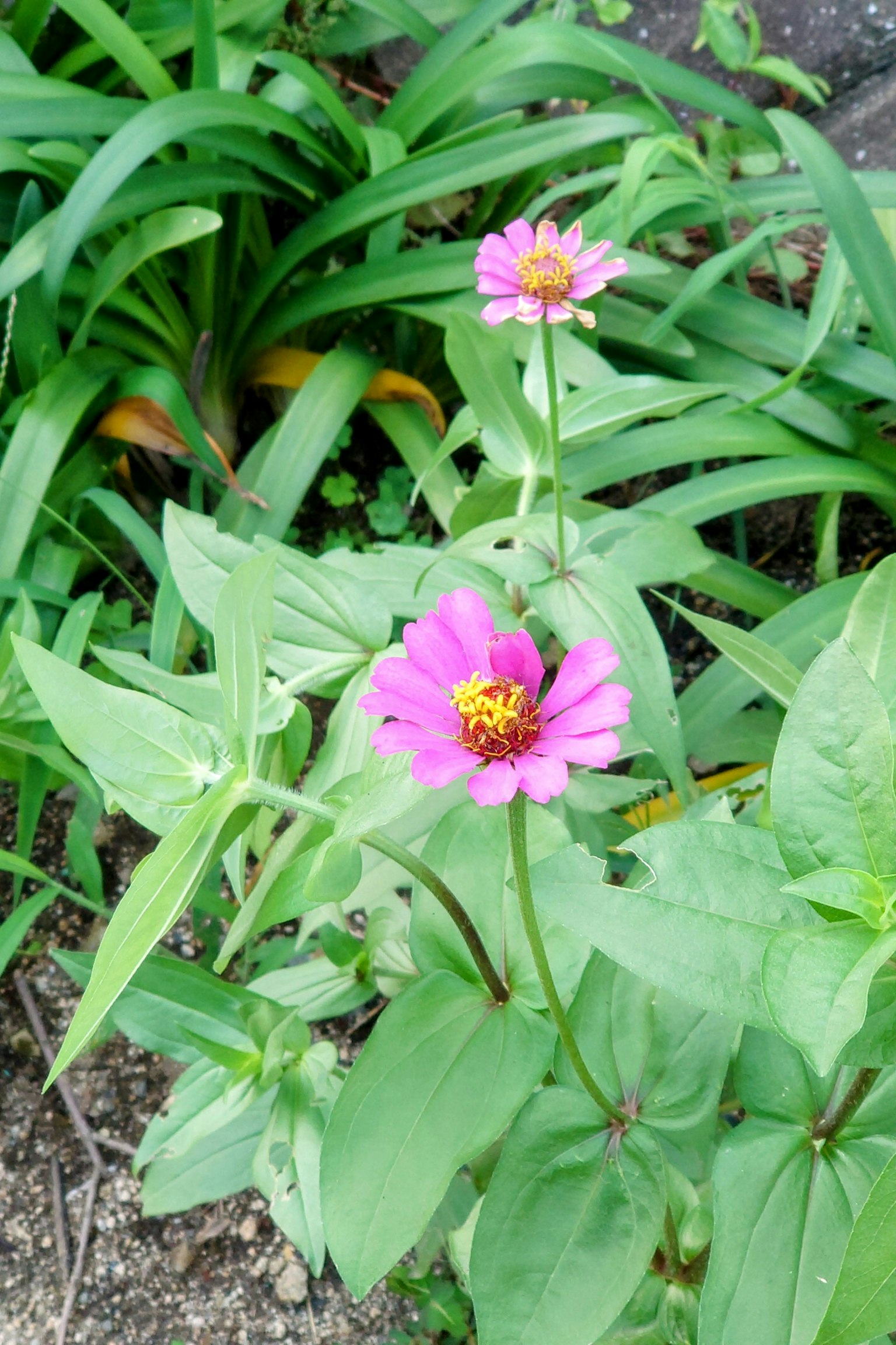 Due fiori rosa che sbocciano tra le foglie verdi