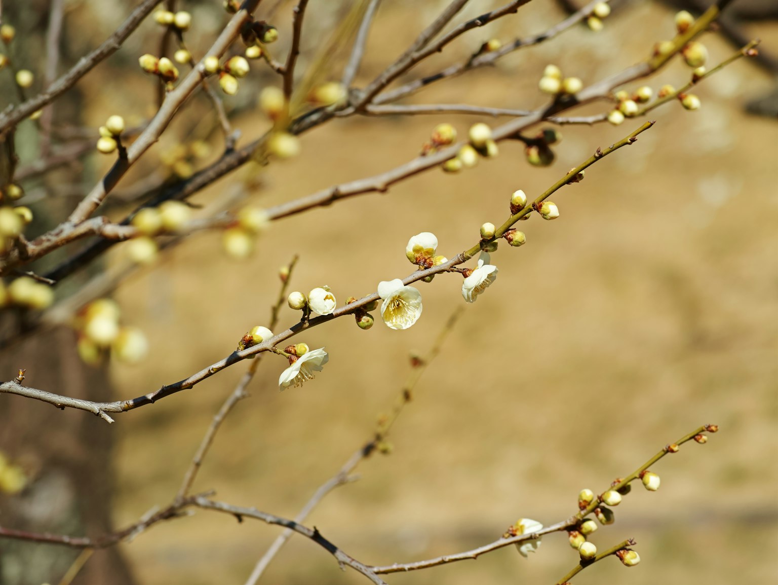 Close-up of a plant branch with pale yellow buds