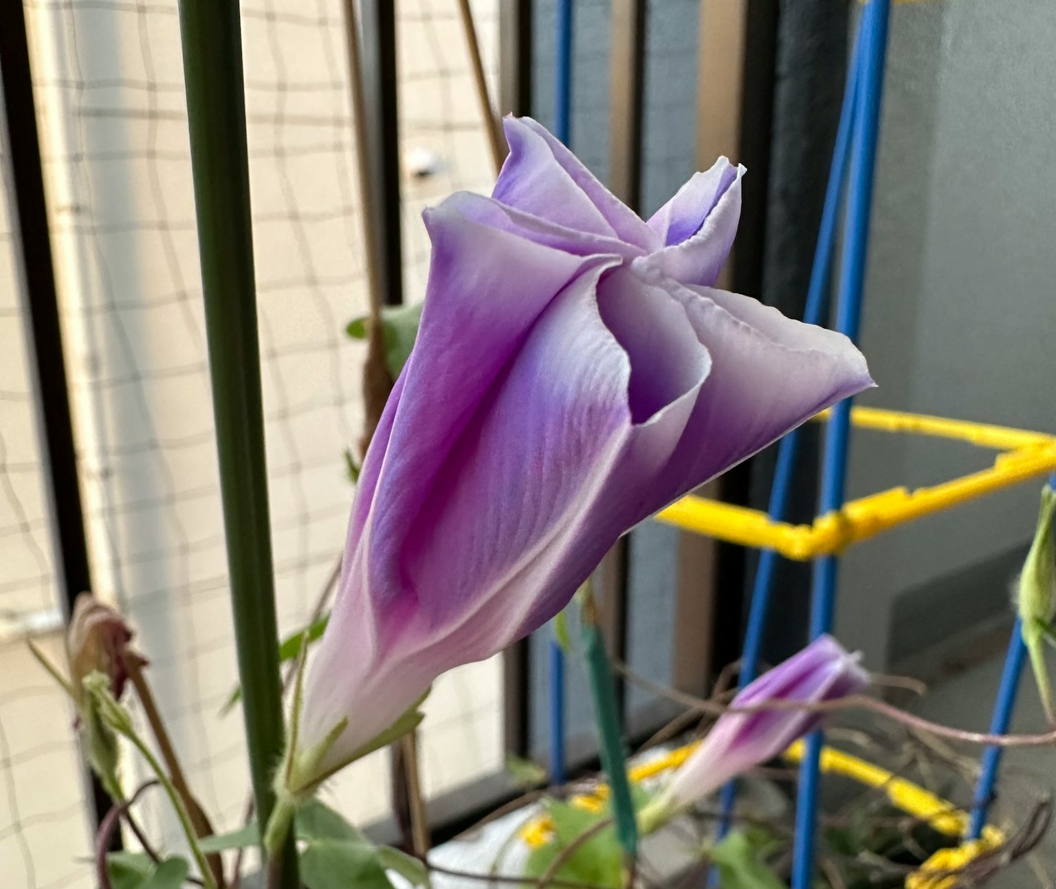 Un bocciolo di fiore viola in procinto di sbocciare