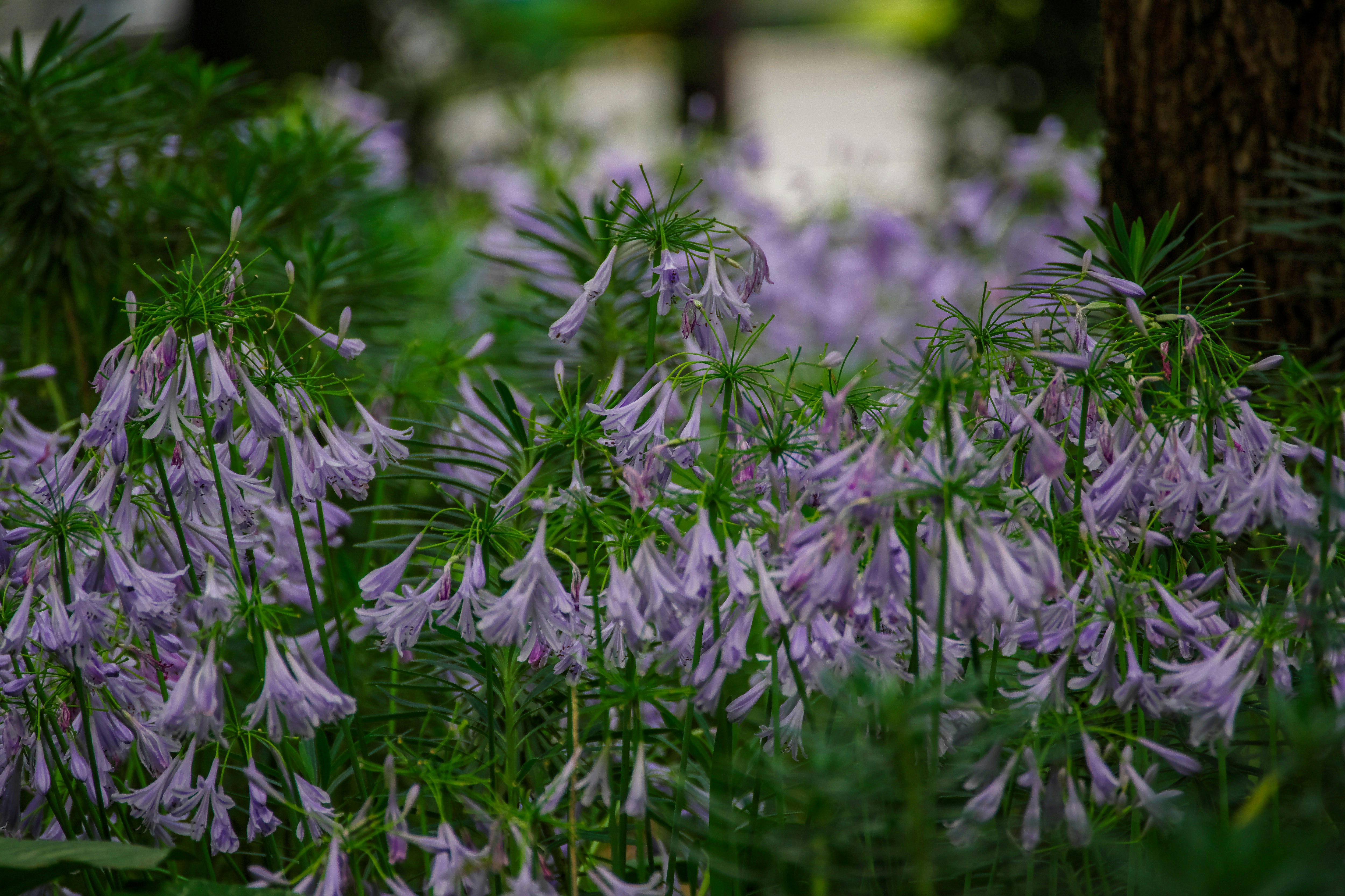 アガパンサスの花が群生する庭の花壇