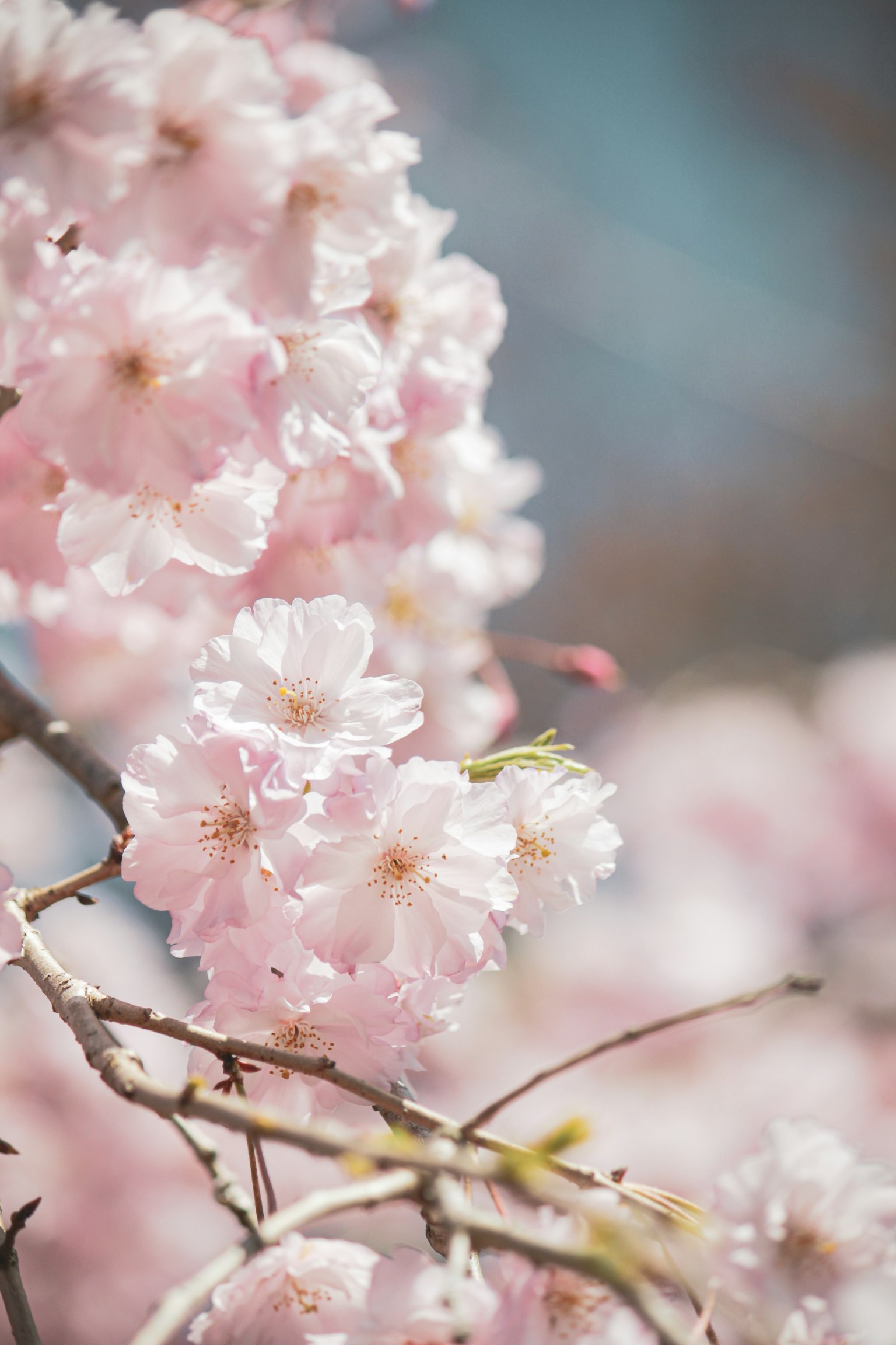 Delicate fiori di ciliegio rosa che fioriscono sui rami