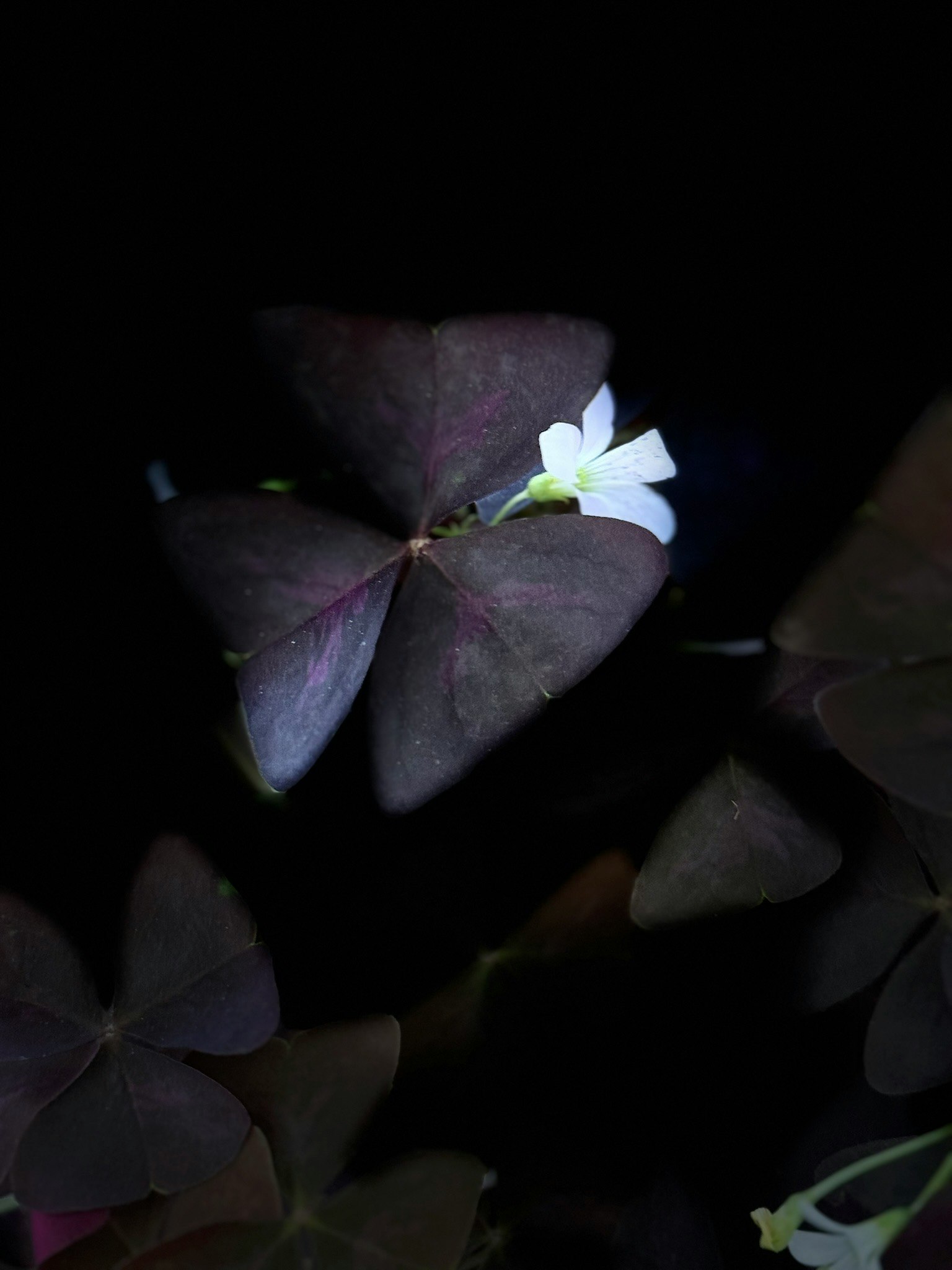 黒背景に浮かぶ花と葉のマクロ