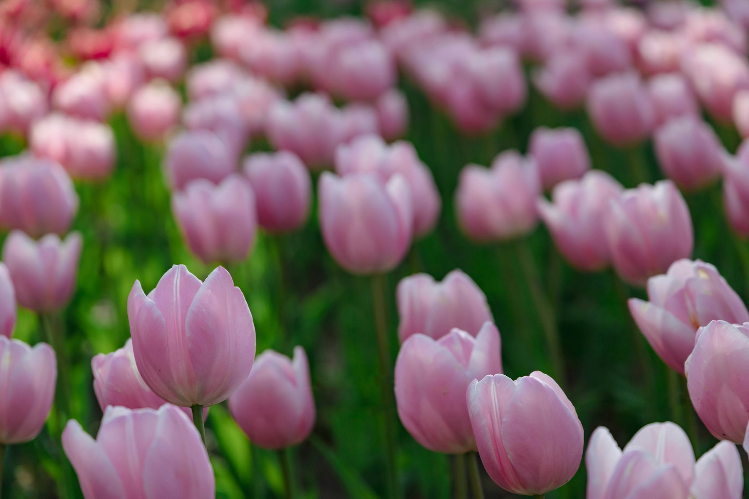 Gros plan d'un champ de tulipes roses en fleurs
