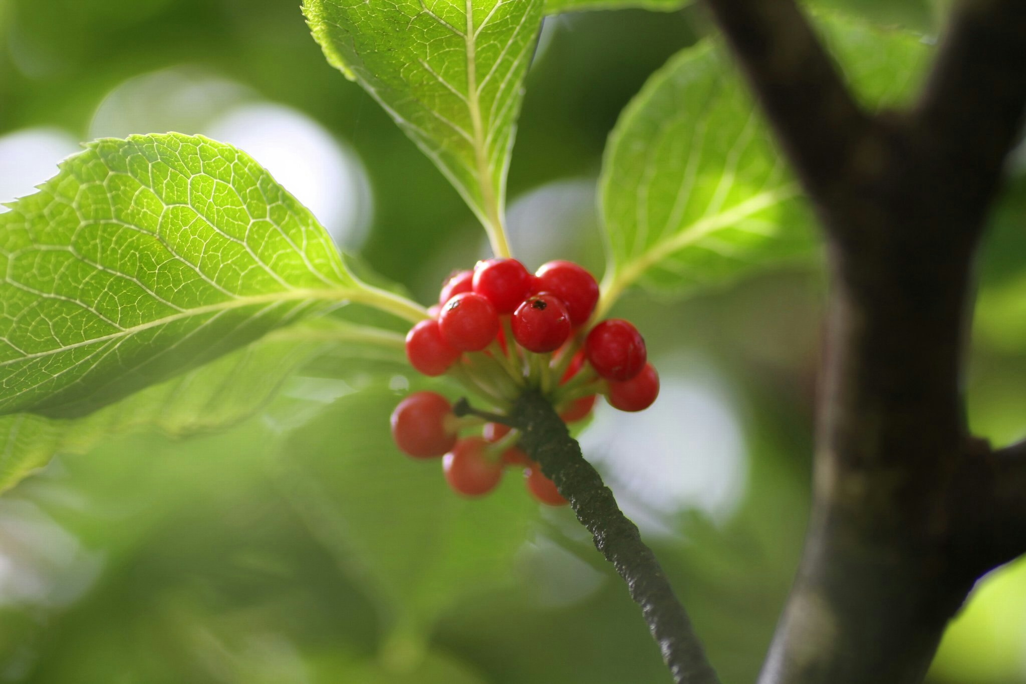 gros plan de baies rouges poussant entre des feuilles vertes