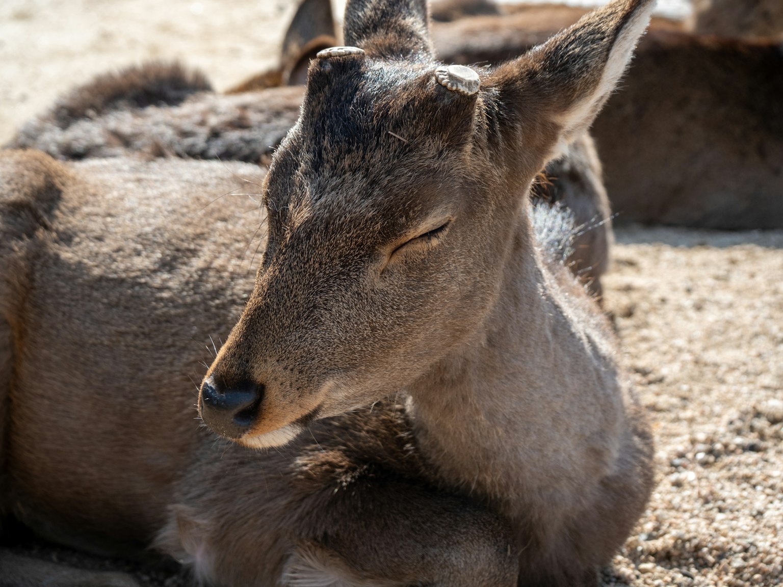 Close-up rusa yang sedang beristirahat dengan mata tertutup