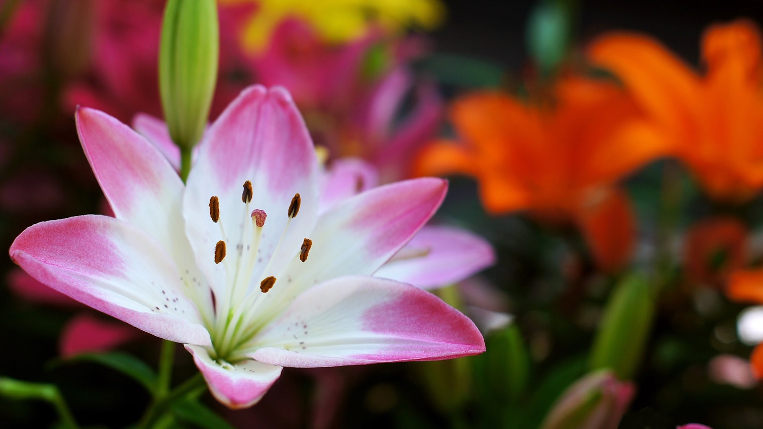 Una vibrante flor de lirio rosa y blanca en primer plano con una colorida variedad de flores de fondo