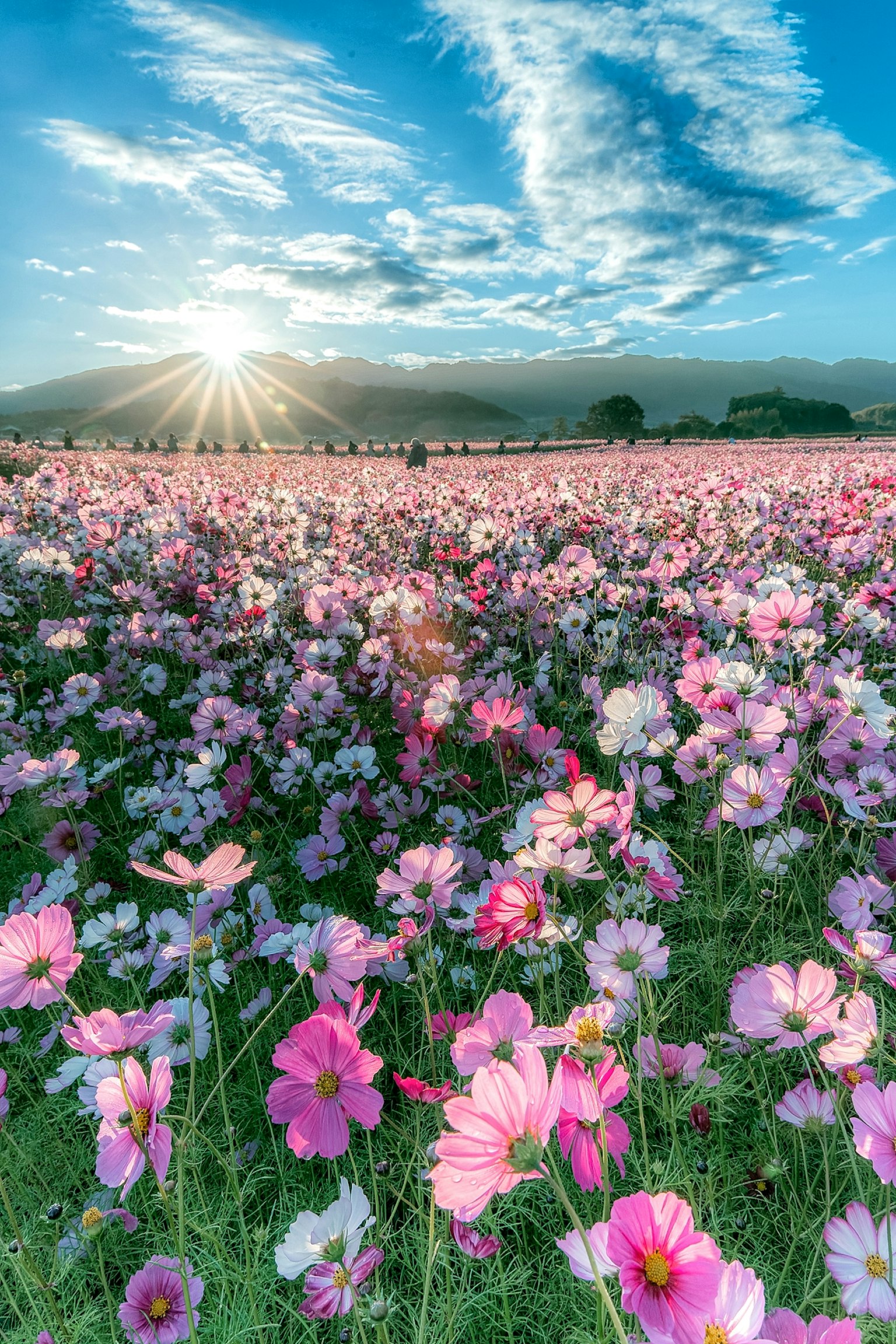 Fiori di cosmos vibranti sotto un magnifico tramonto