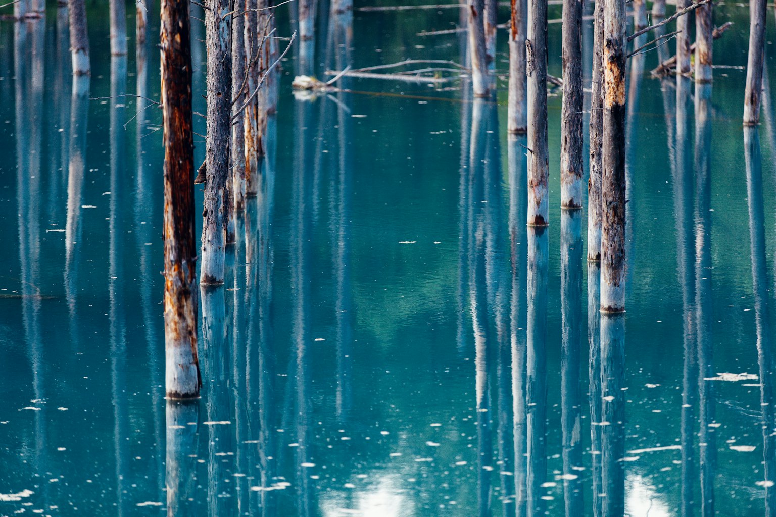 Troncos de árboles delgados reflejados en agua turquesa
