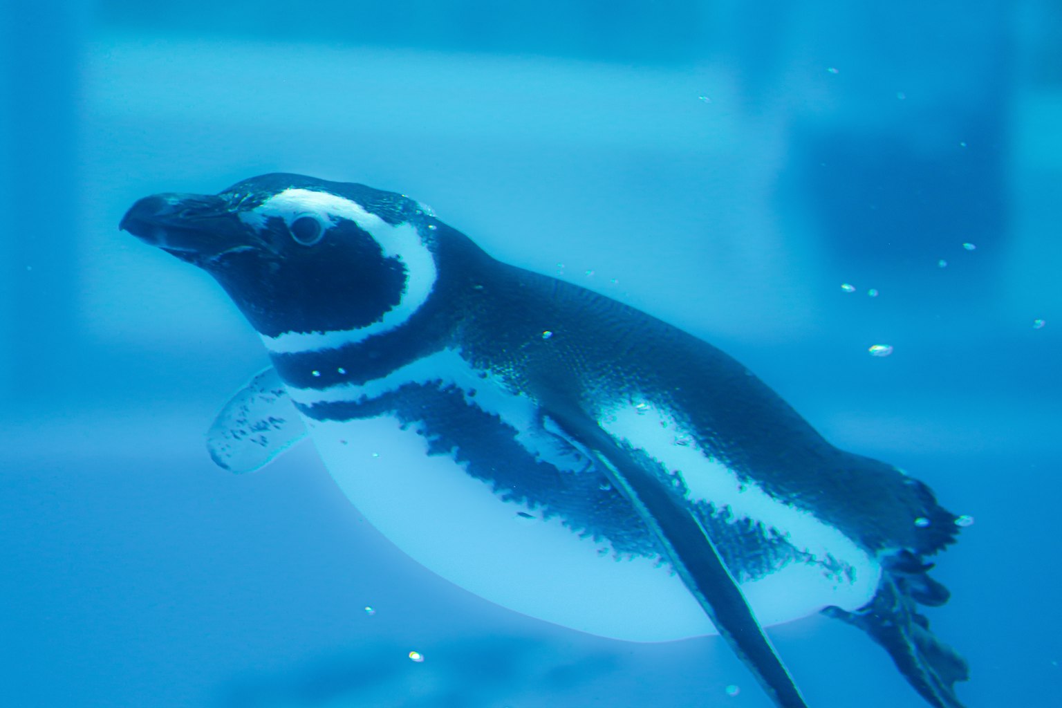 Un pingüino nadando bajo el agua con un fondo azul vibrante