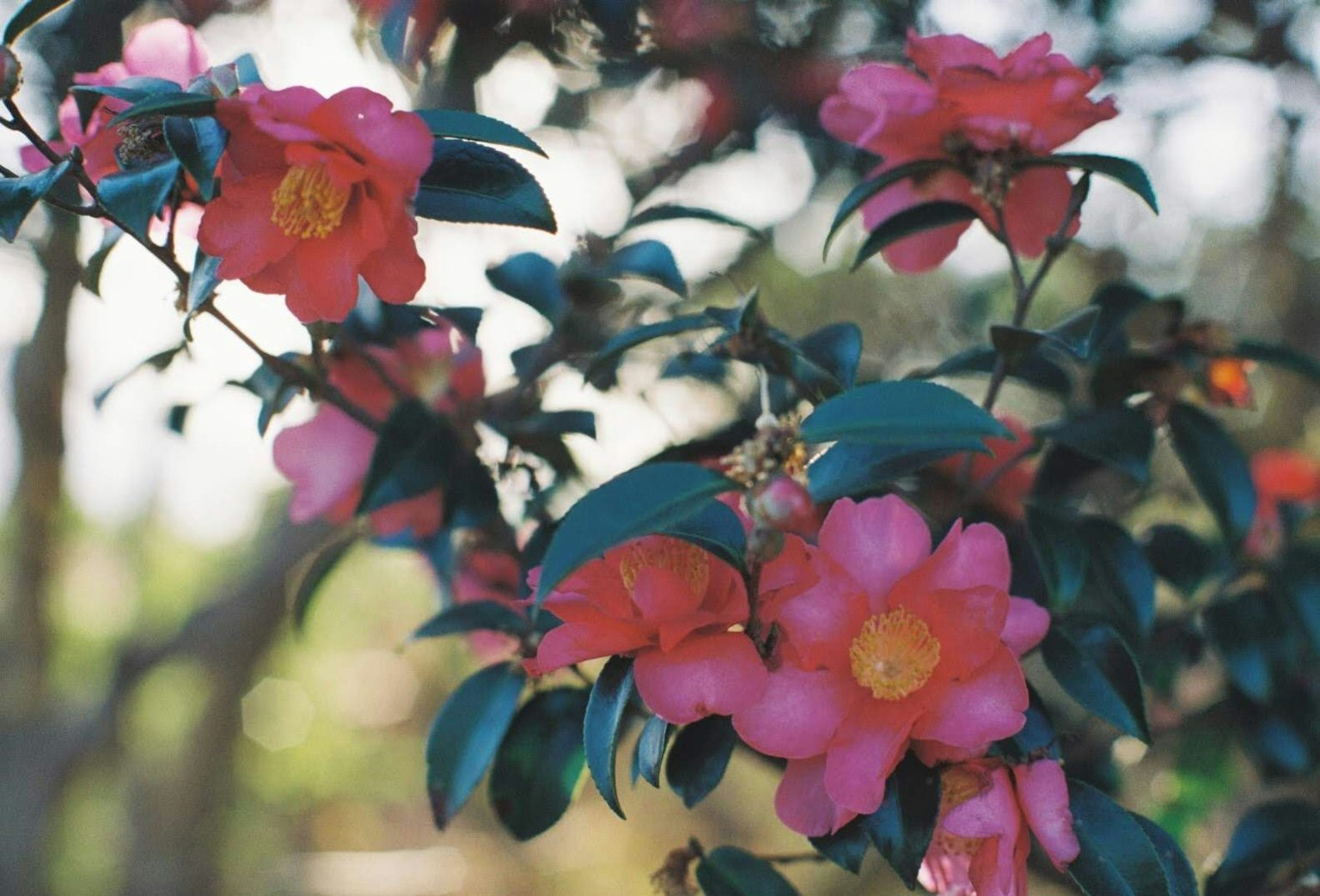 Vibrant pink camellia flowers with green leaves on a branch