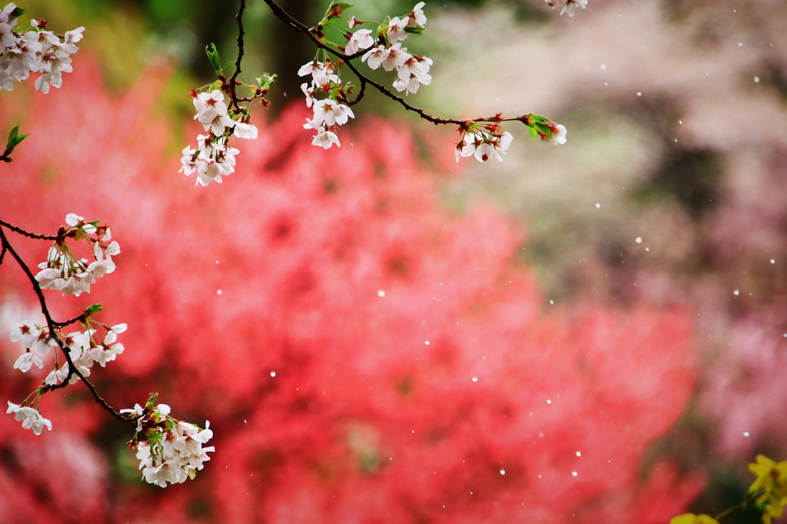 Kirschblüten an Zweigen mit einem verschwommenen rosa Hintergrund