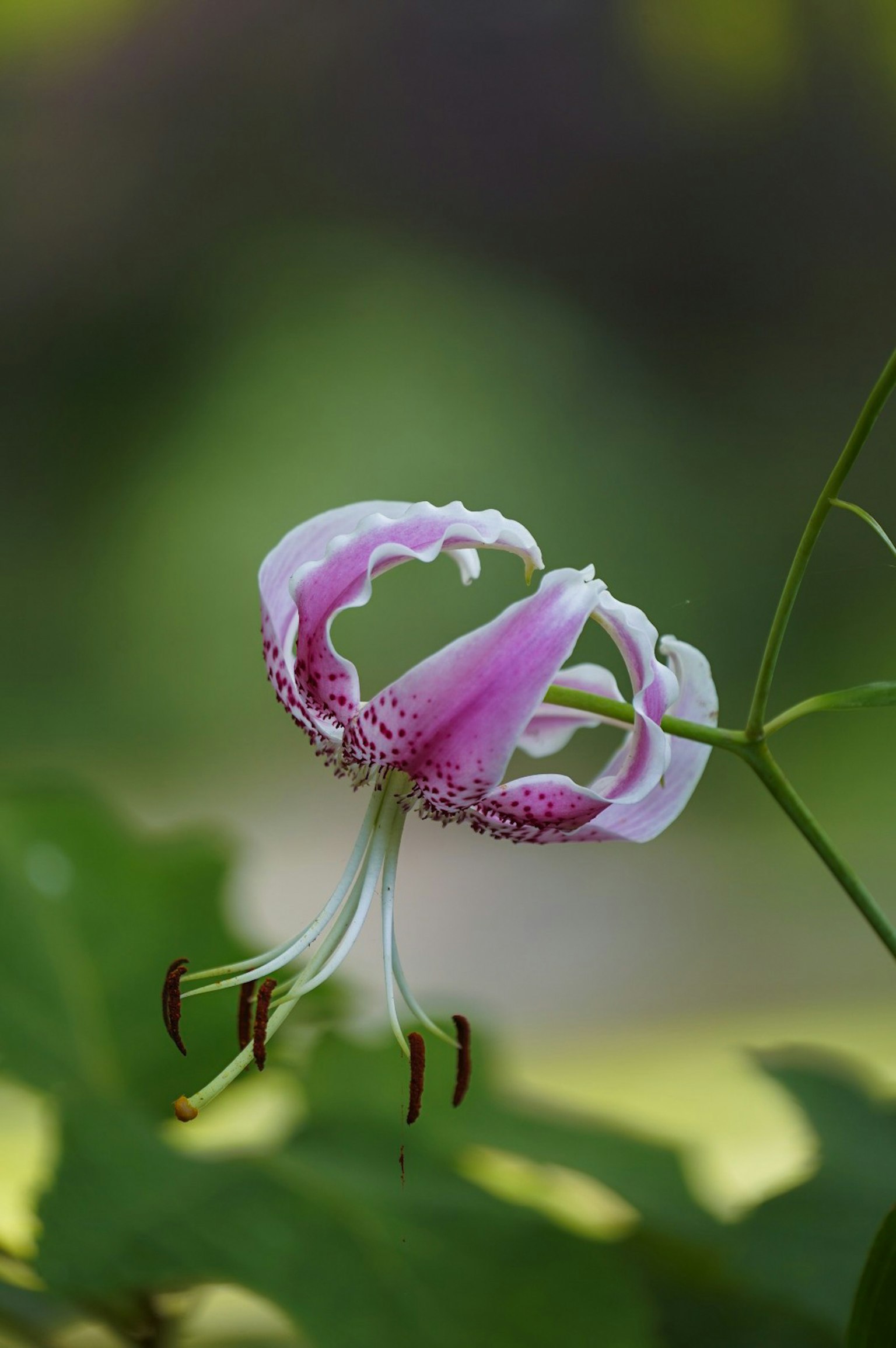 Primo piano di un fiore di giglio con petali rosa e bianchi