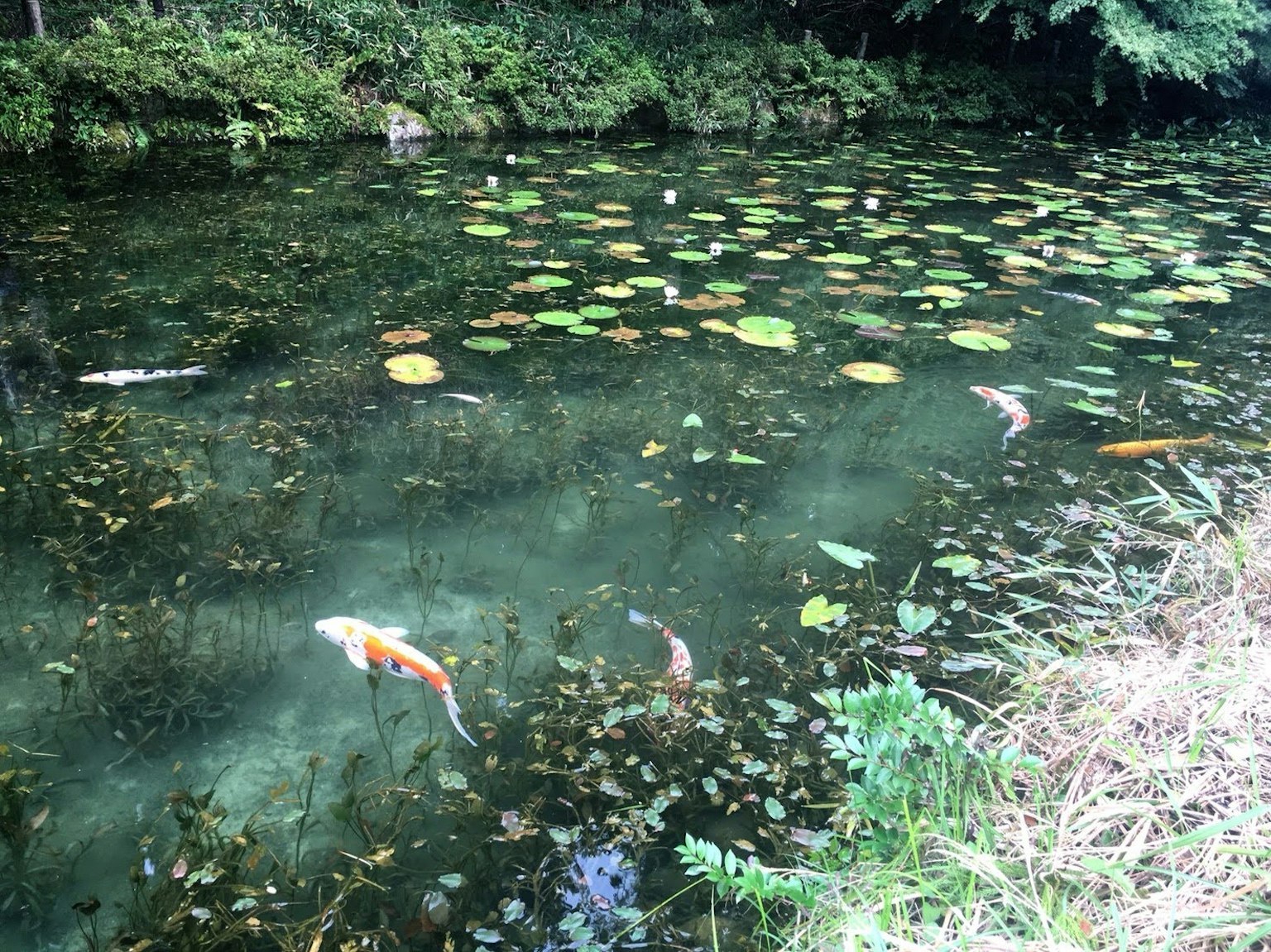 Poissons koi nageant parmi des nénuphars dans un étang paisible