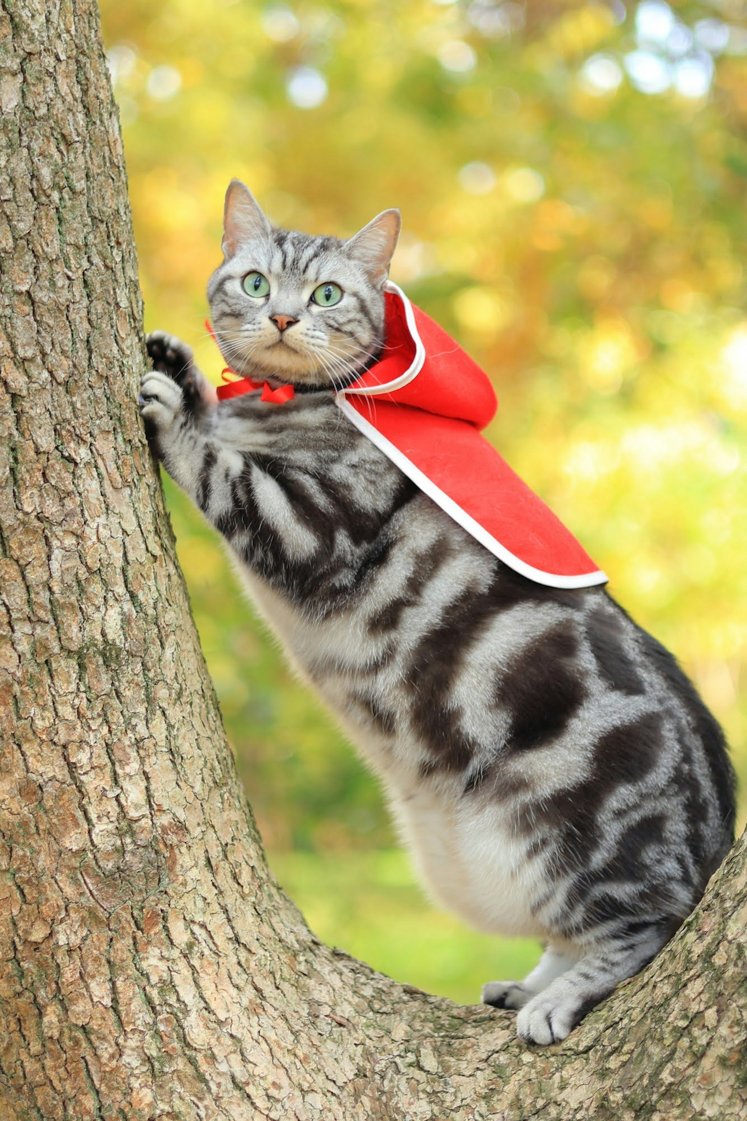 Chat portant une cape rouge grimpant à un arbre