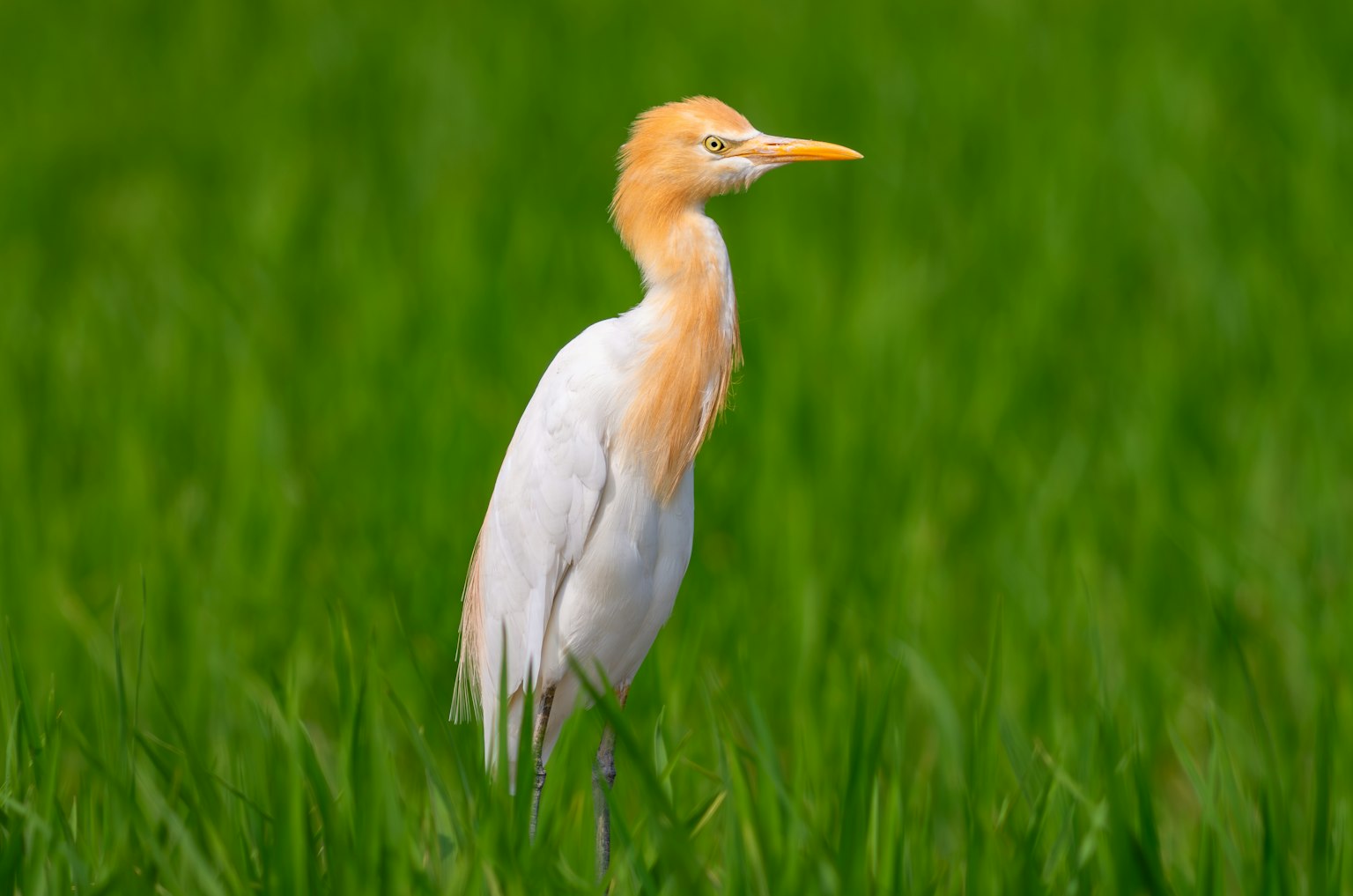 Una garza blanca con cabeza naranja está de pie en campos de arroz verdes