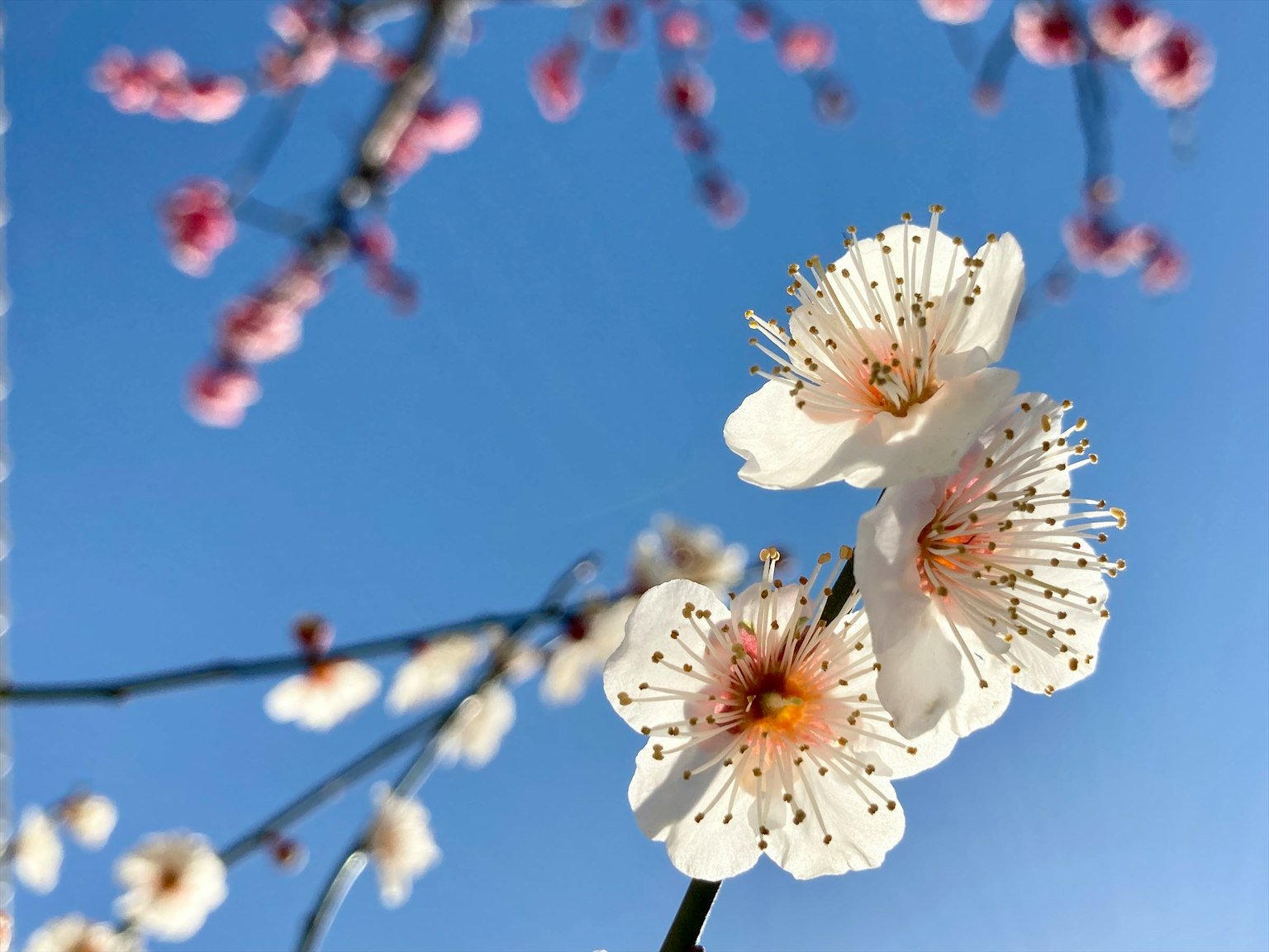 White plum blossoms blooming against a clear blue sky with pink buds