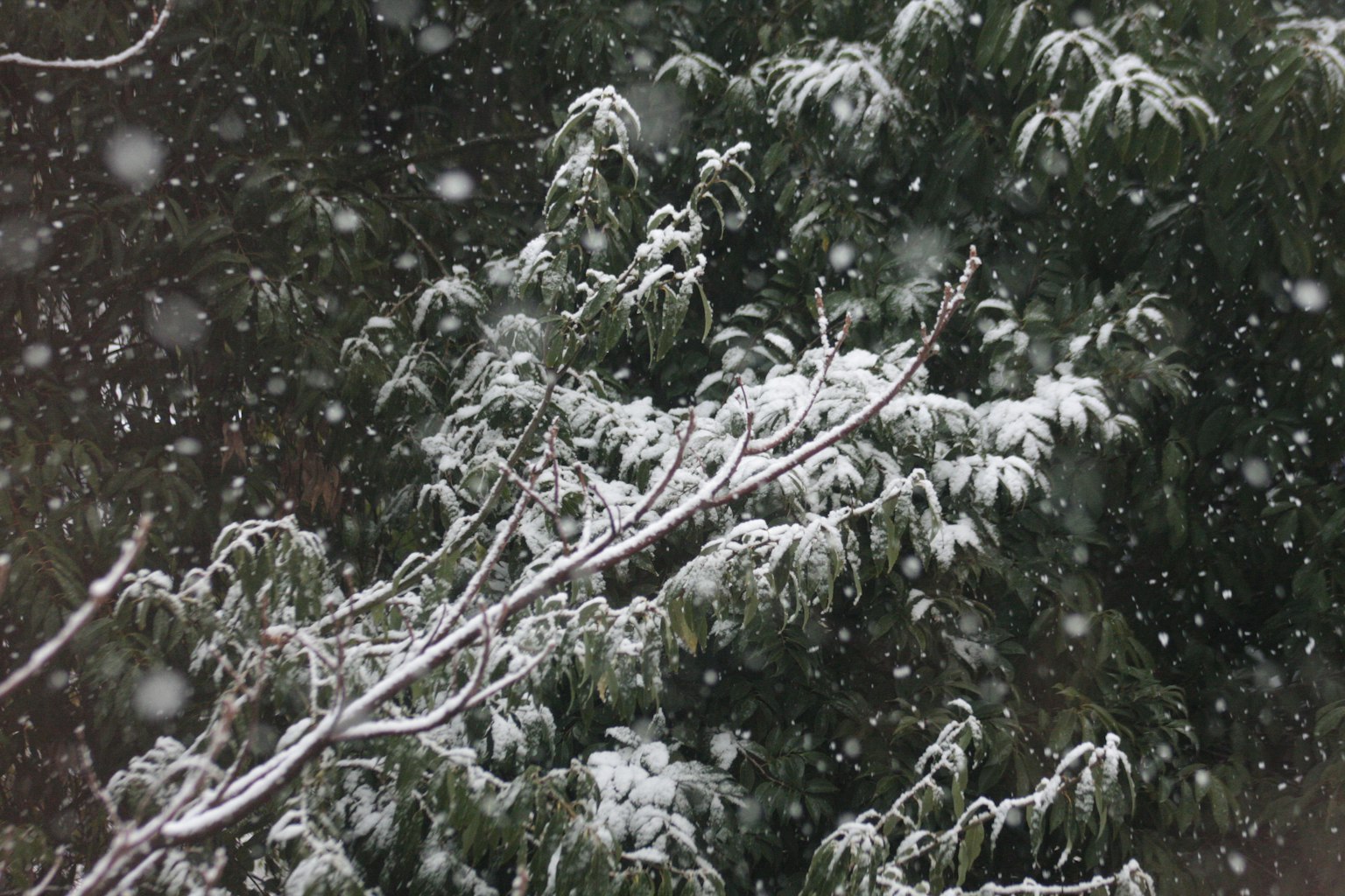 Alberi verdi coperti di neve durante una nevicata