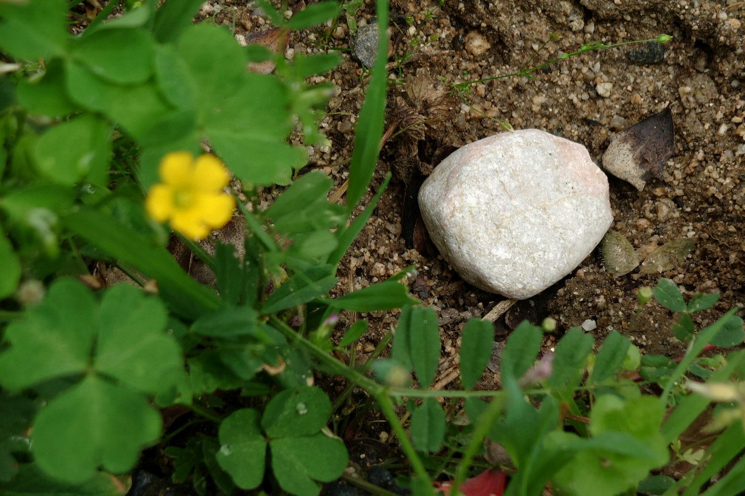 Batu putih dekat rumput hijau dengan bunga kuning