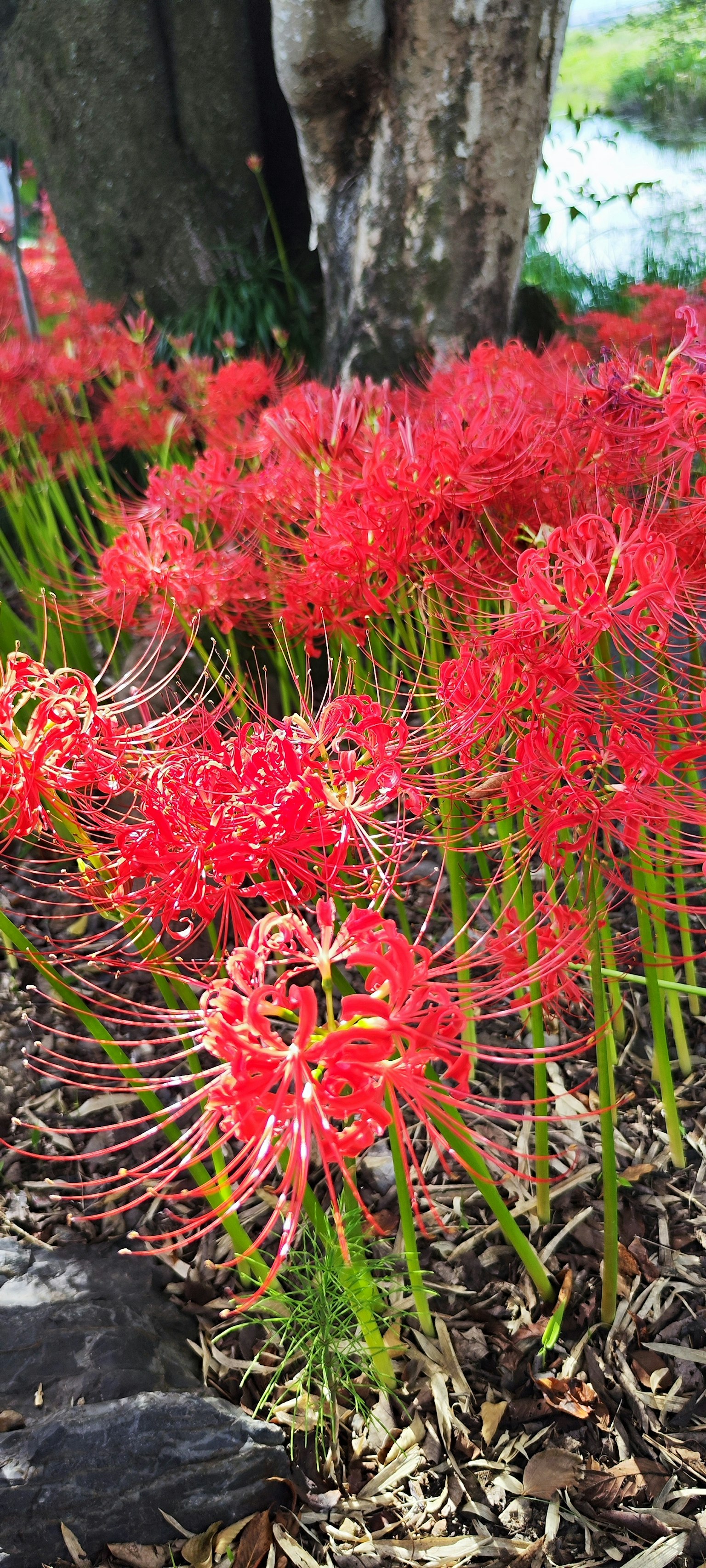 Ansammlung roter Spinnenlilien, die unter einem Baum blühen