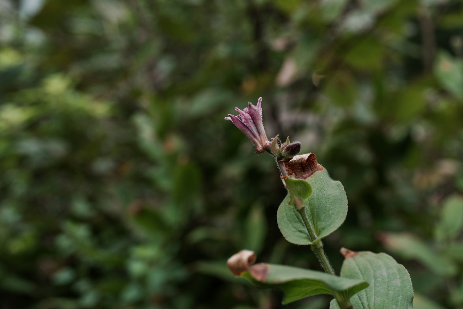 Une plante avec une petite fleur violette sur fond vert