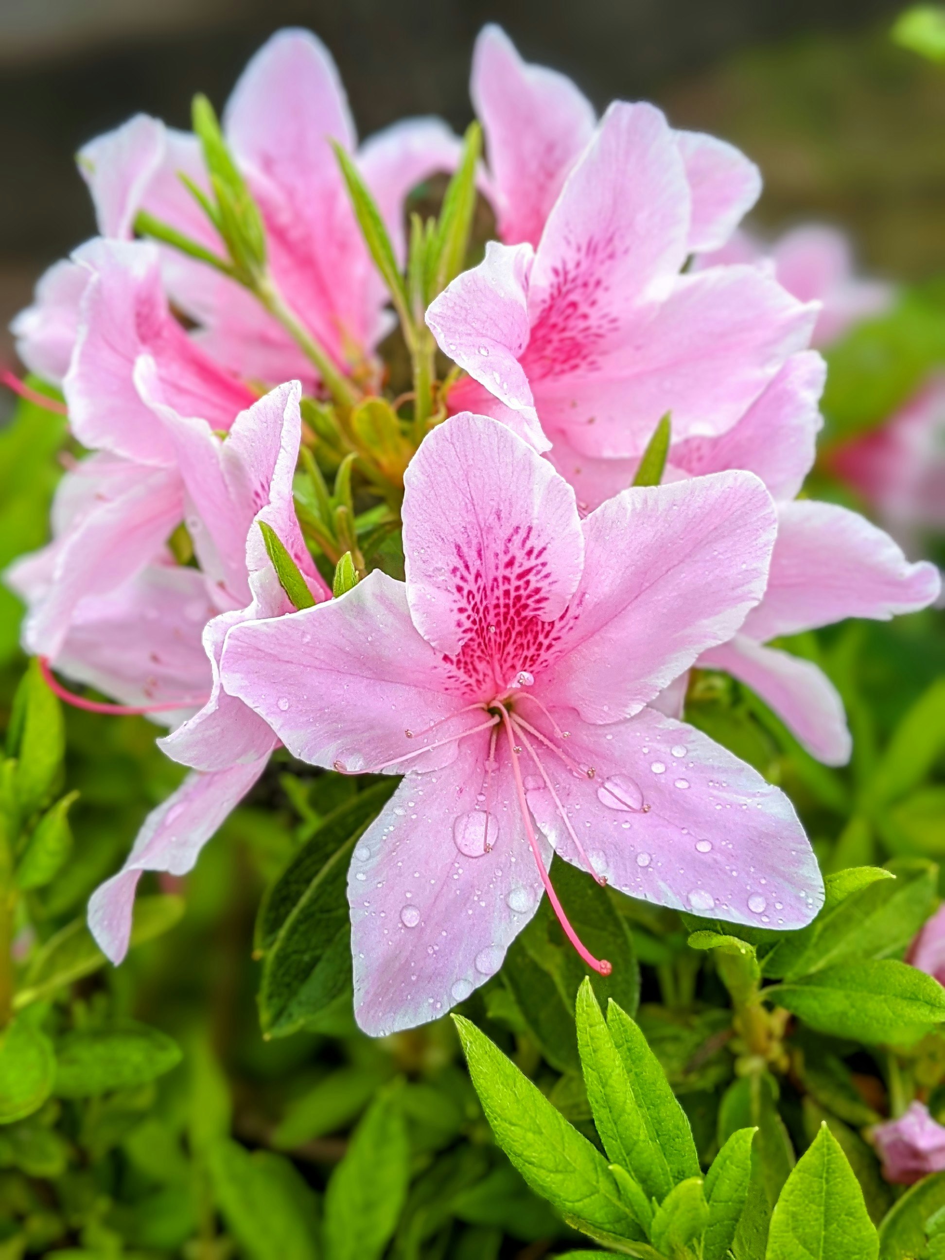 雨粒のついたピンクのツツジの花