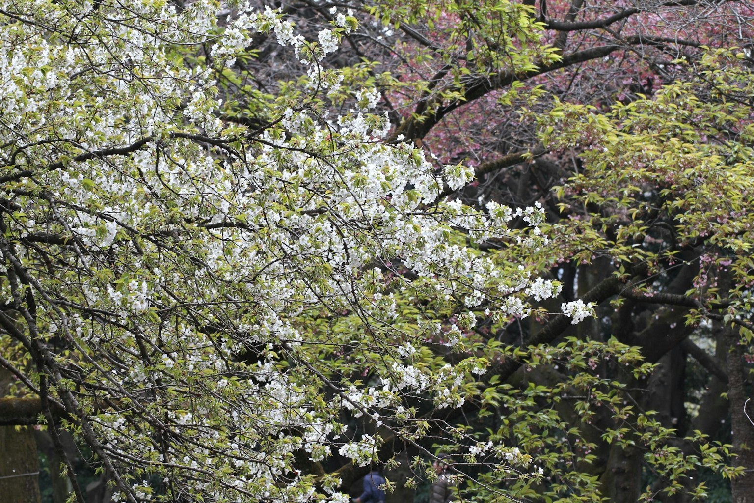 A park scene featuring blooming white flowers on trees and fresh green leaves