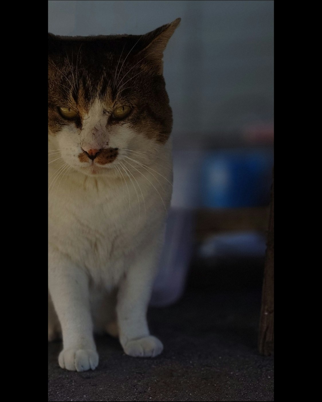 路地の床にいる猫の銀ちゃん