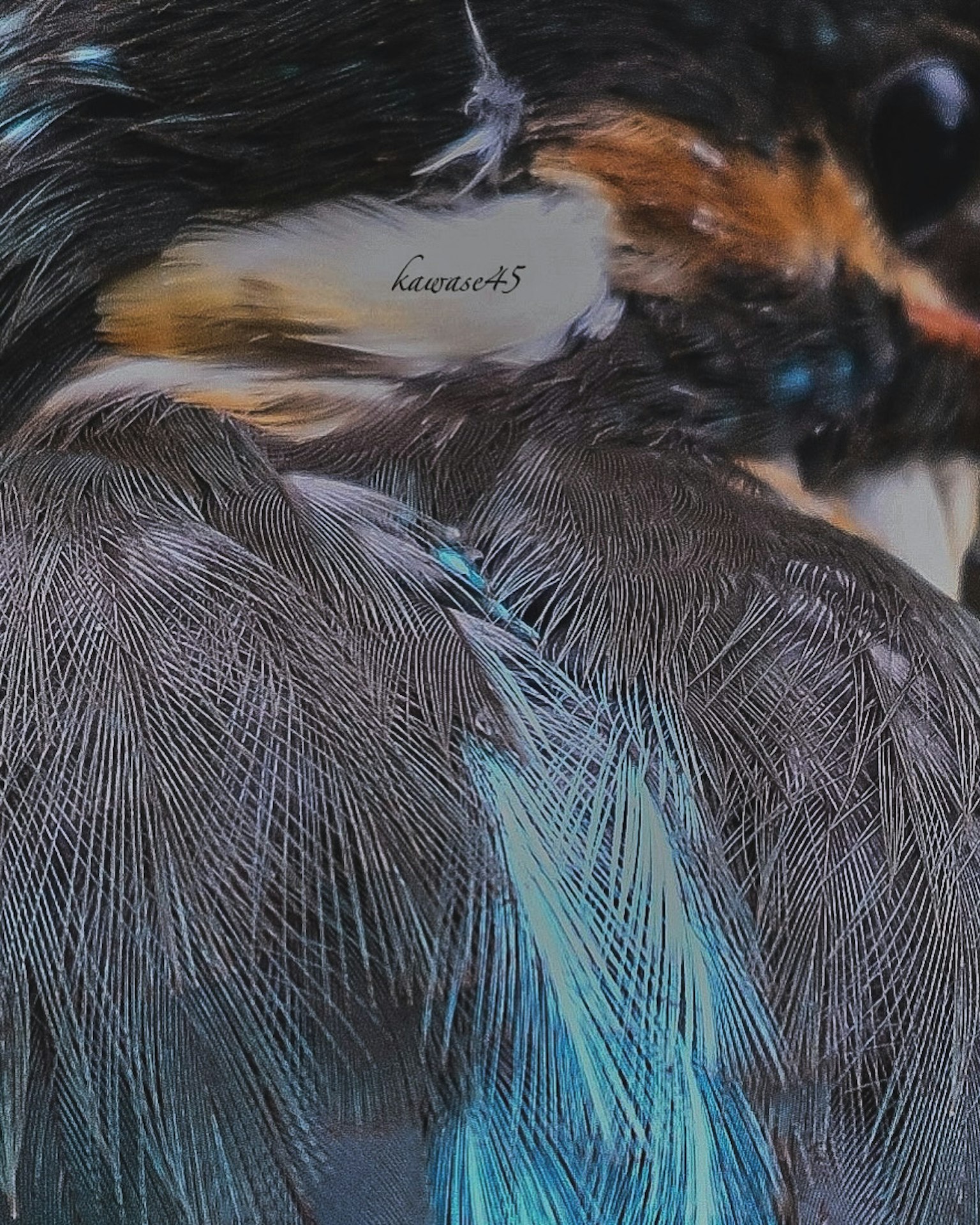 Gros plan d'un oiseau avec des plumes vibrantes bleues et oranges