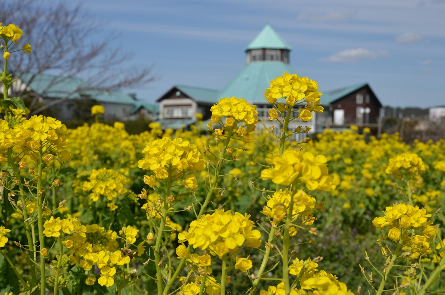 Feld mit gelben Blumen und einem Gebäude mit grünem Dach im Hintergrund