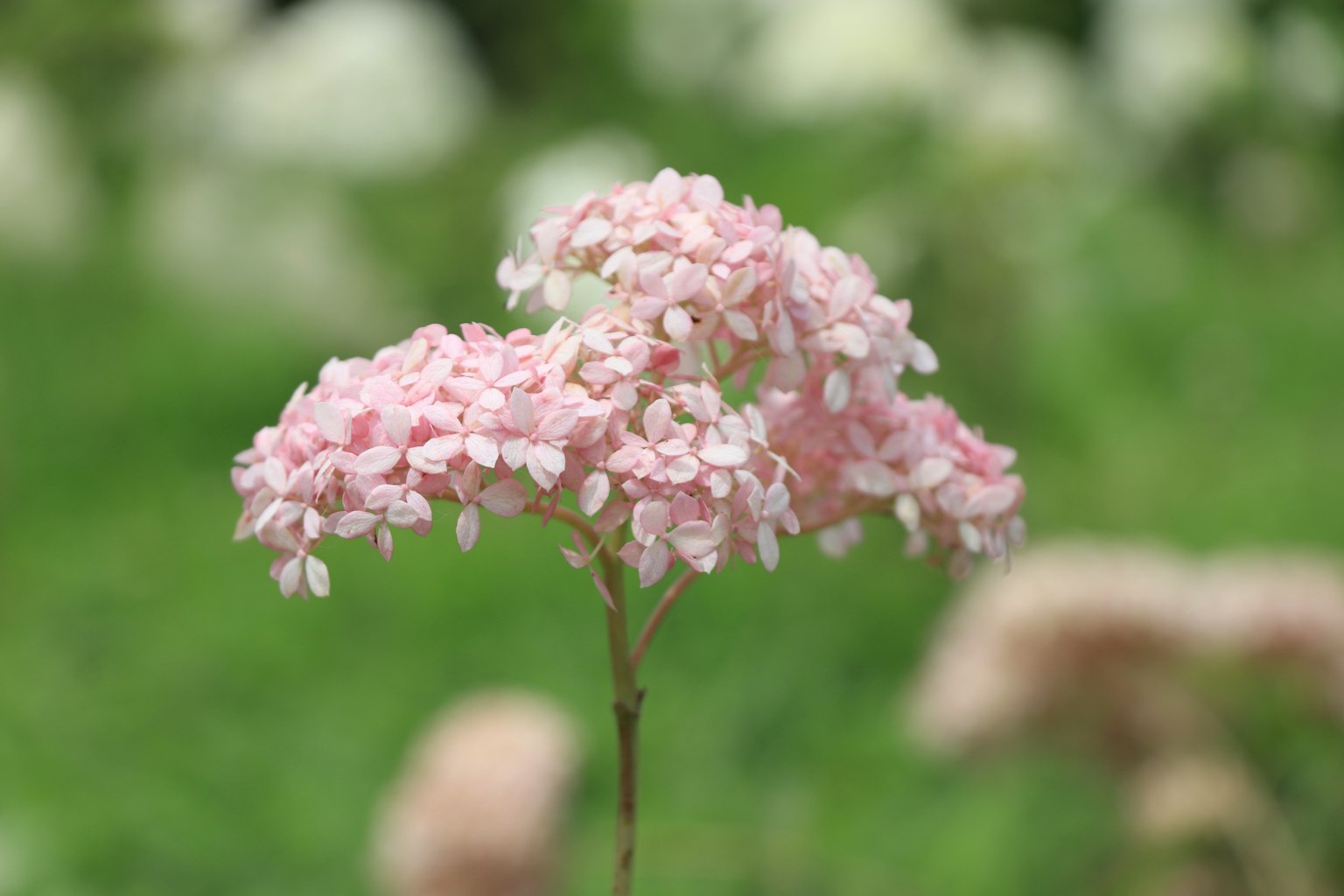 Immagine ravvicinata di una pianta con fiori rosa delicati