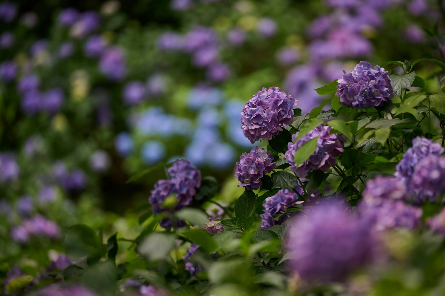 Eine Gartenszene mit lila Blumen und grünen Blättern