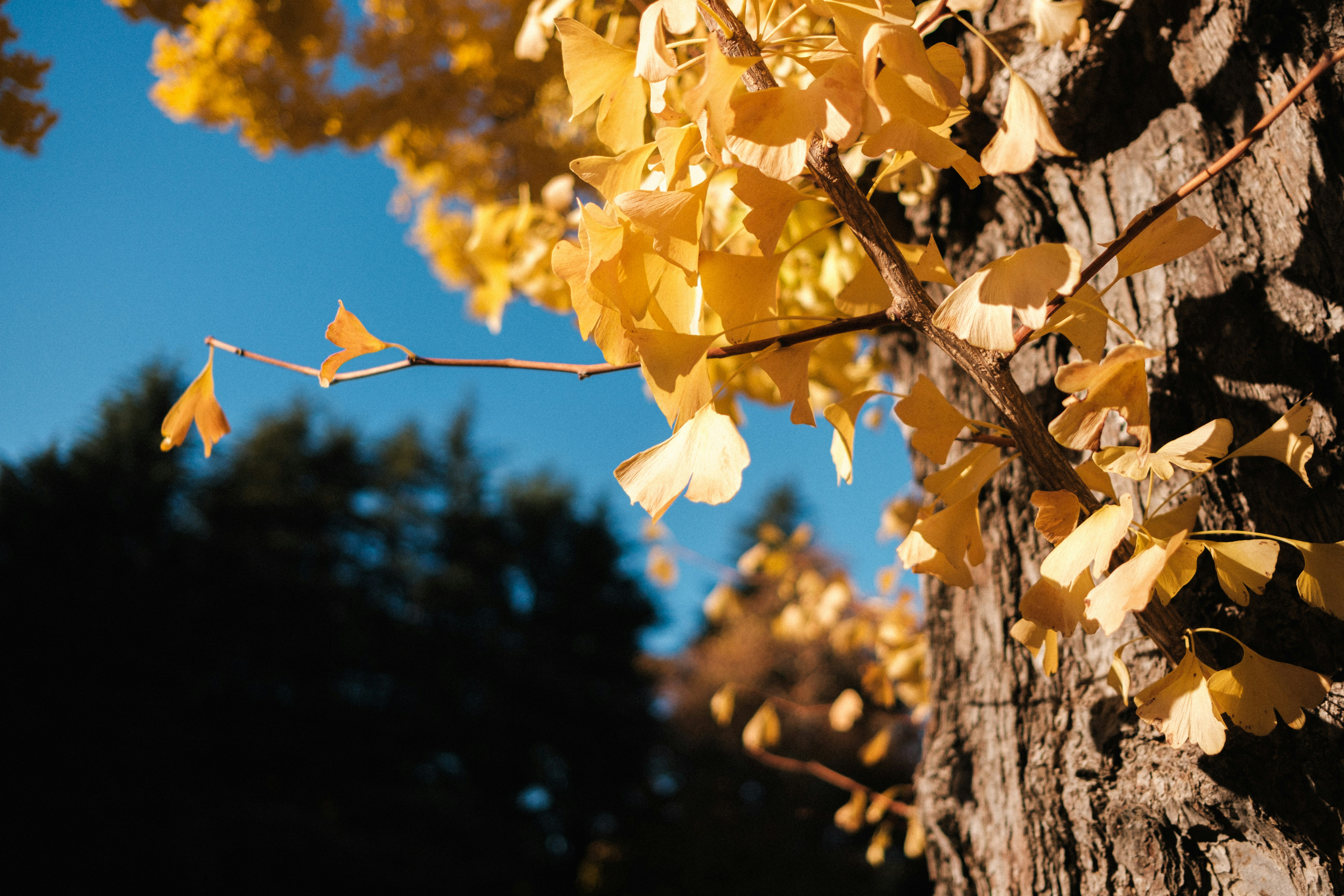 goldene Ginkgoblätter auf einem Baumstamm