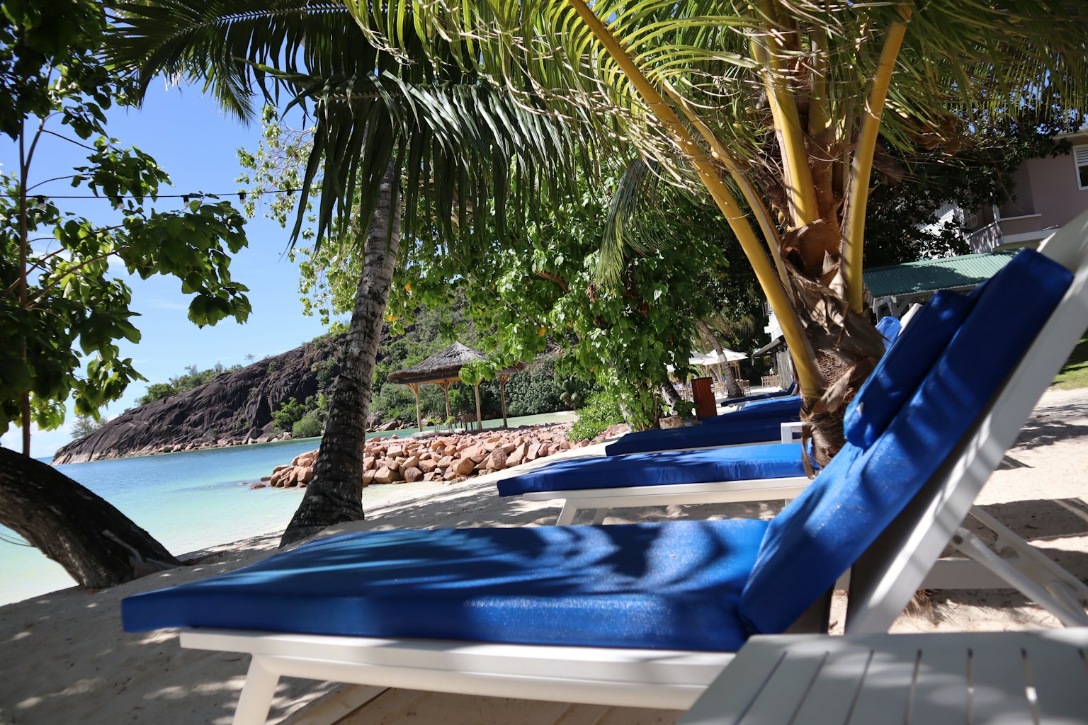 Beach scene with blue lounge chairs and palm trees
