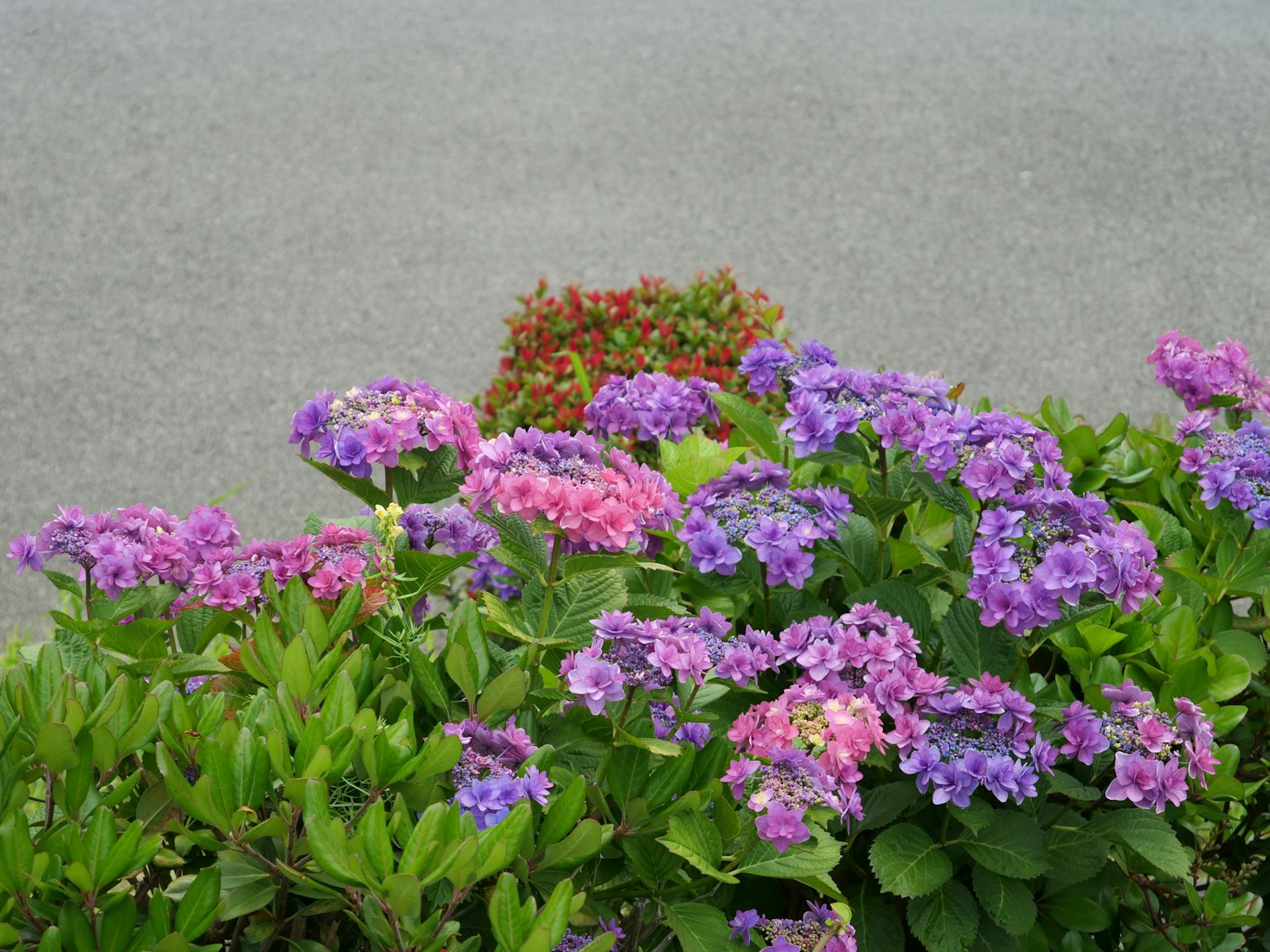 Primer plano de plantas verdes exuberantes con flores moradas y rosas