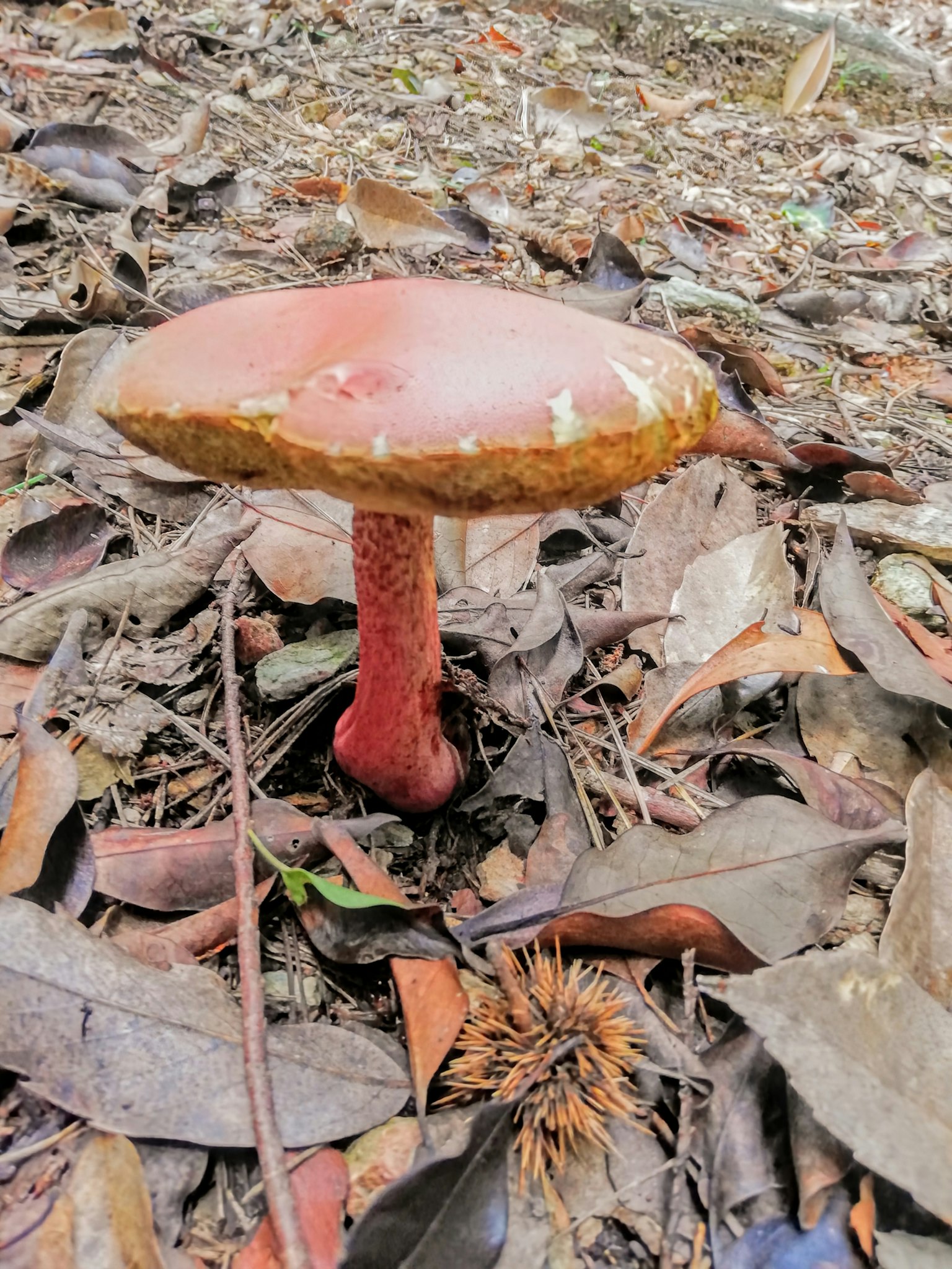 Ein Pilz mit rotem Stiel und breitem Hut auf fallenden Blättern