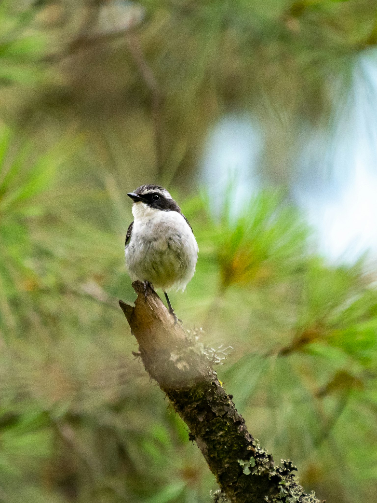 Ein kleiner Vogel, der auf einem Ast mit grünem Hintergrund sitzt
