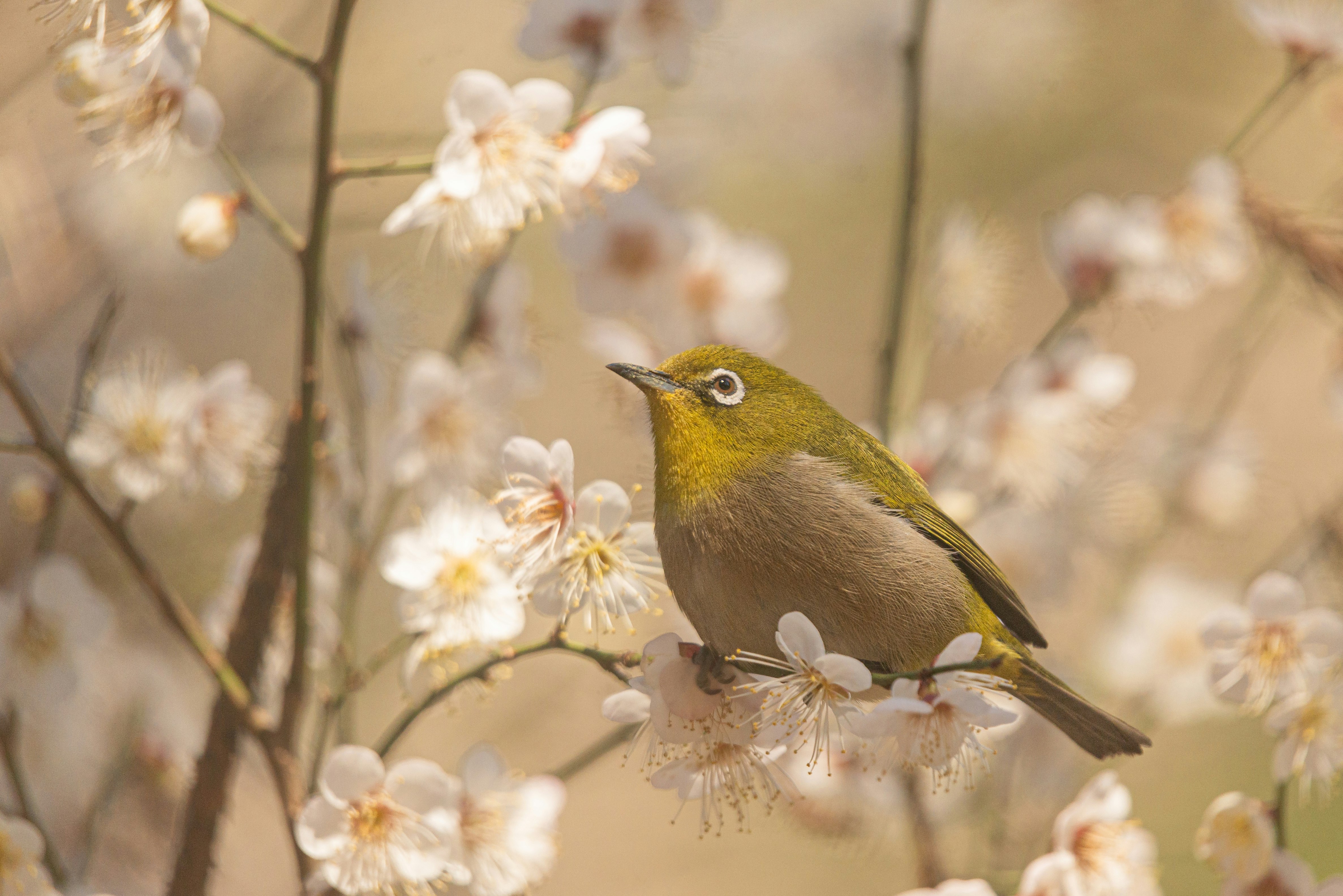 花の枝にとまる小鳥のアップ