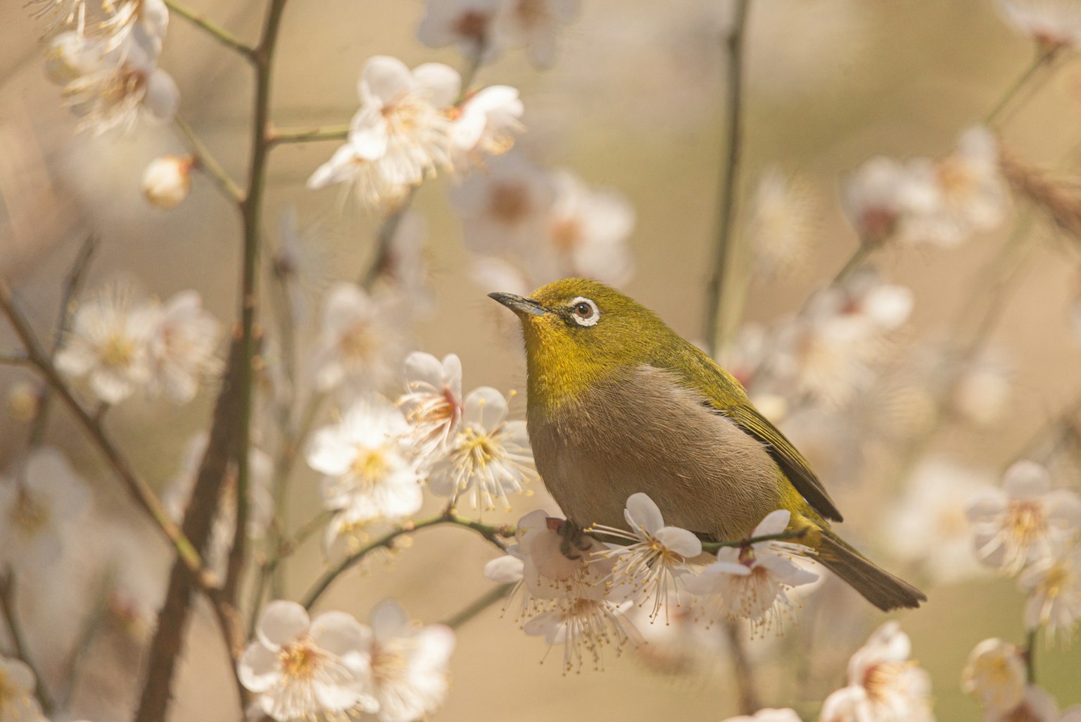 Ein kleiner grüner Vogel sitzt zwischen weißen Blumen