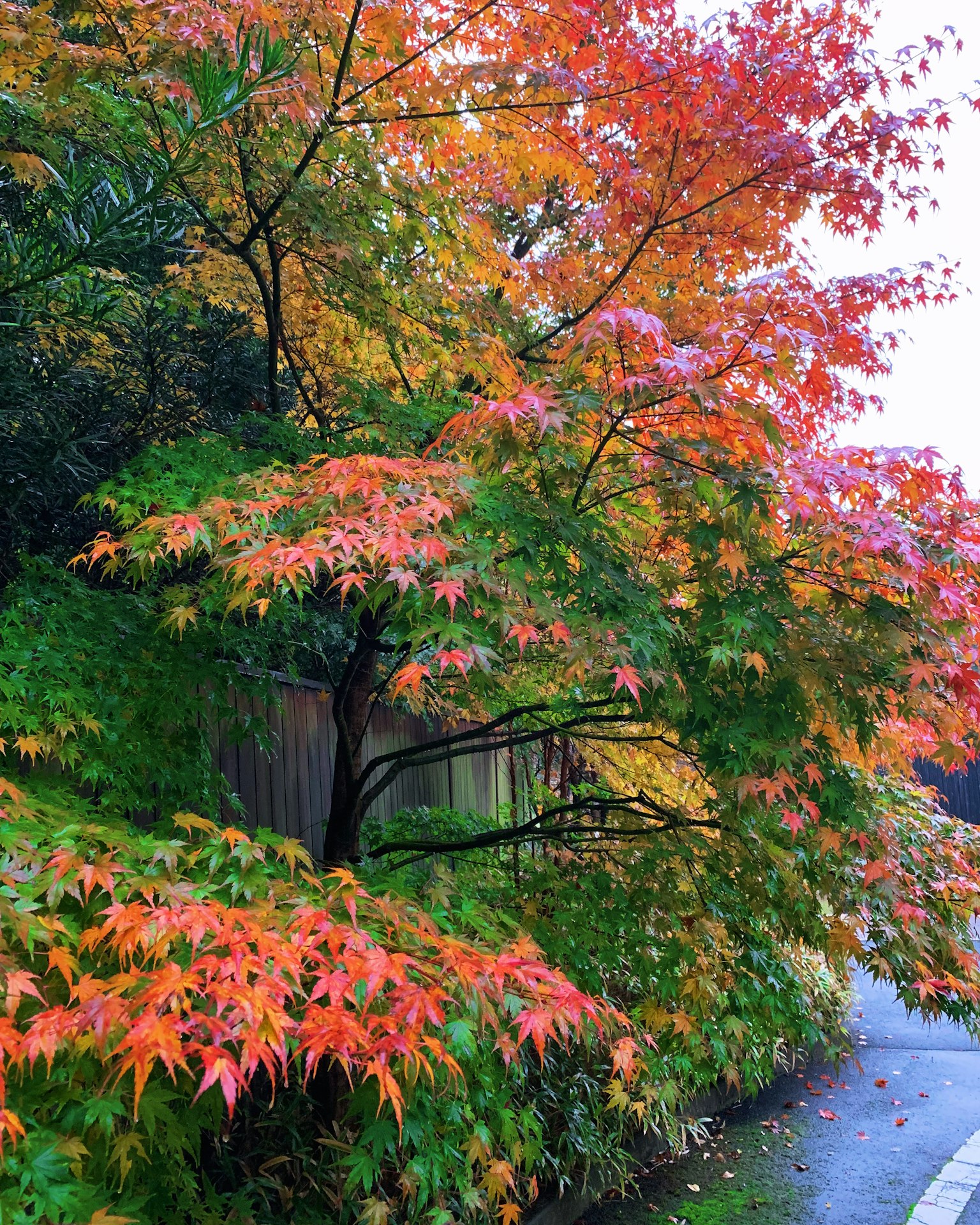 Feuillage d'automne vibrant avec des feuilles rouges et orange sur les arbres